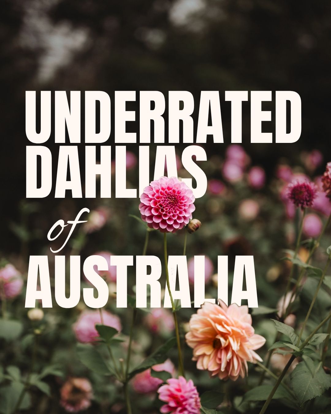 Underrated Dahlias Worth Growing