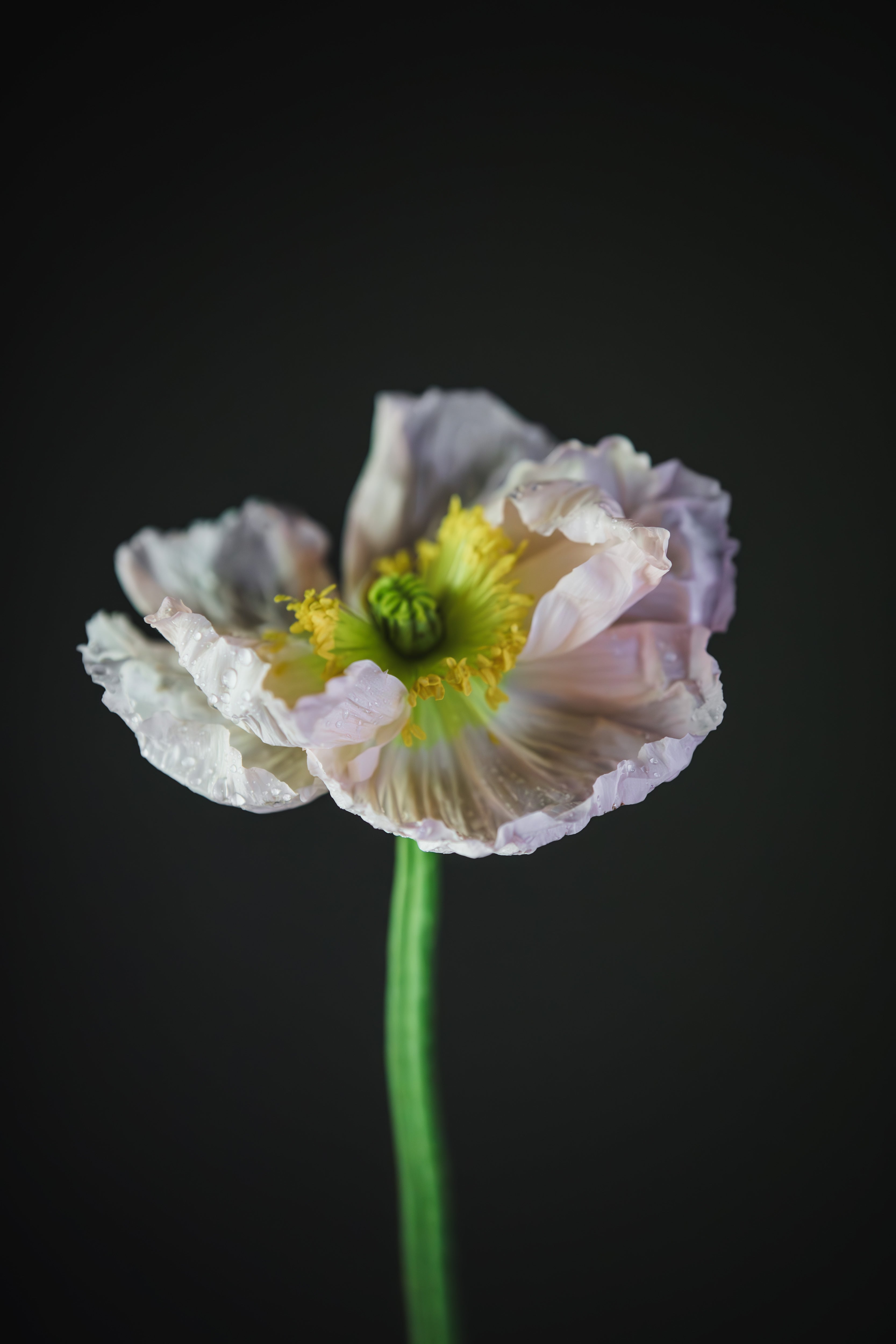 The Quiet Luxury of Fleeting, Slow Grown Beauty