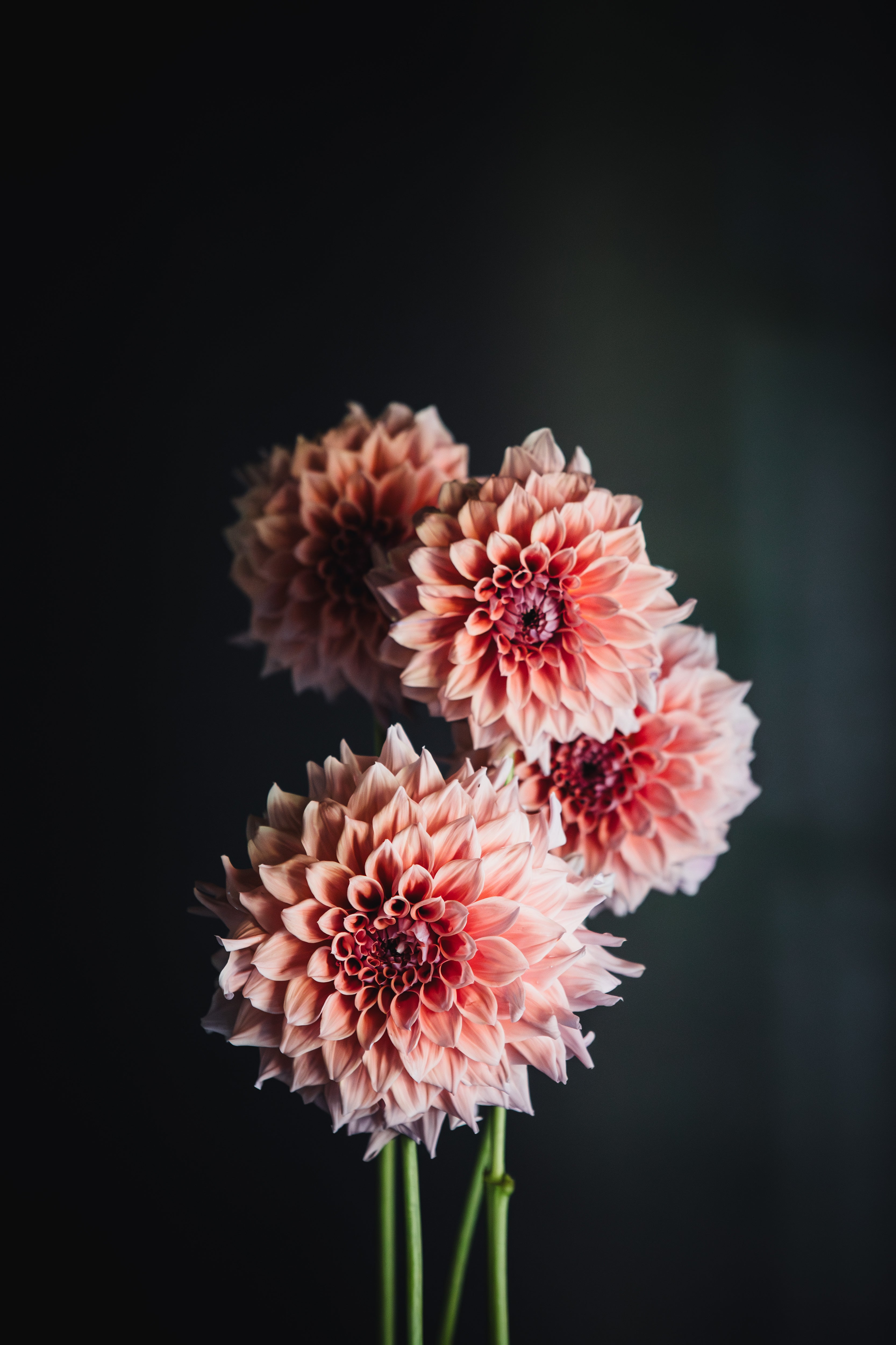 Luxury Florist Melbourne: For Those Who Buy Flowers Often and Intentionally