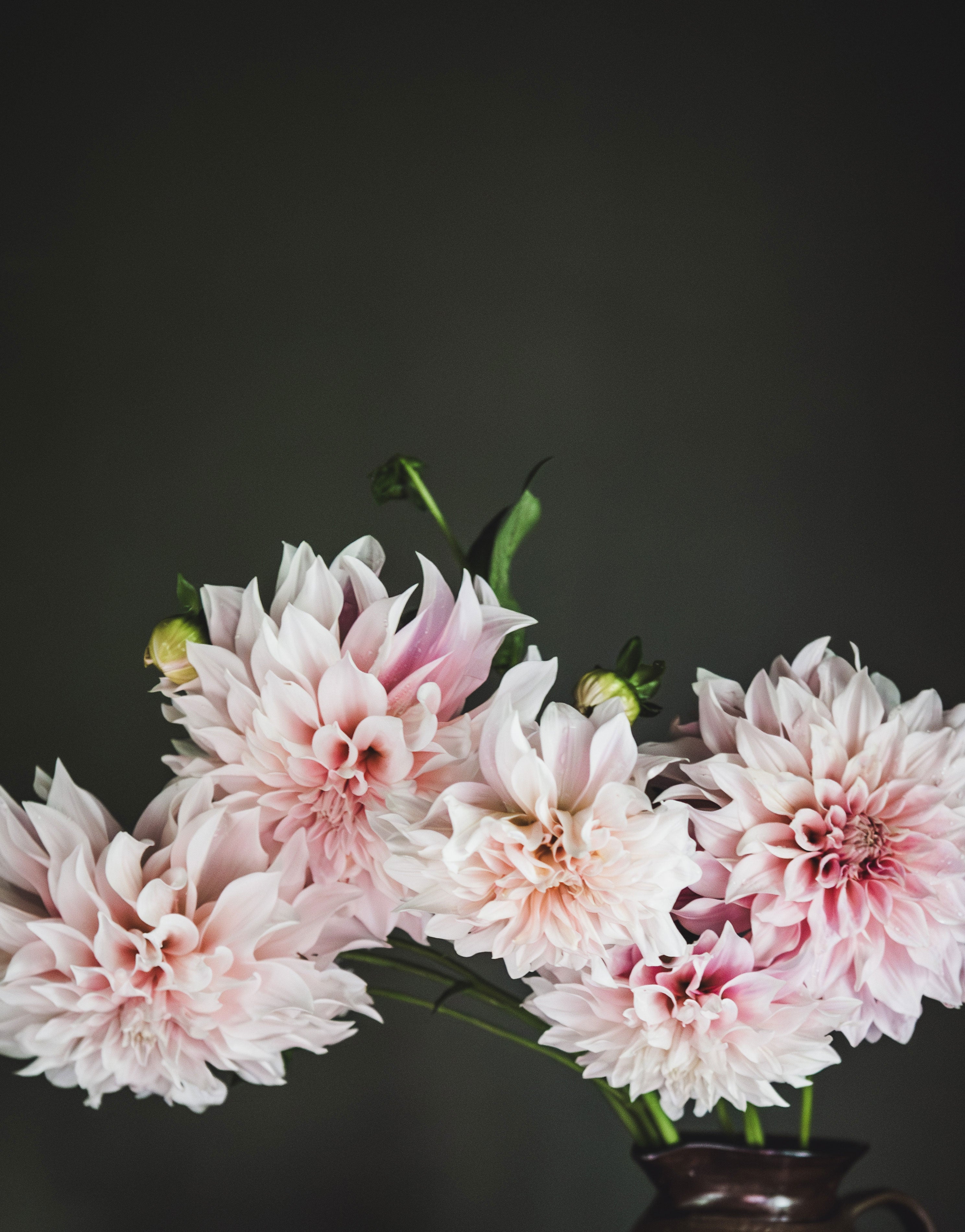 Dahlia Tubers