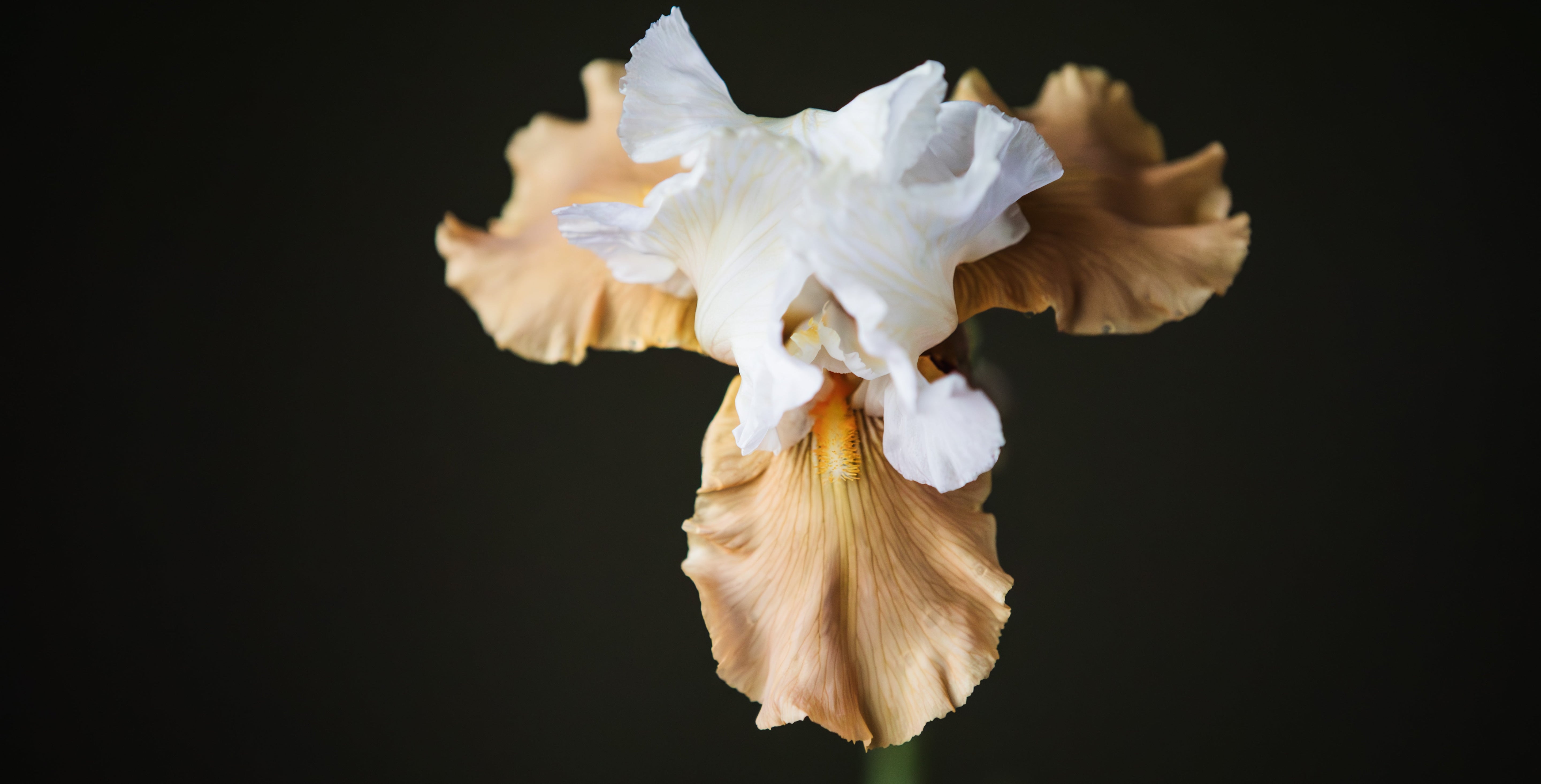 Bearded Iris