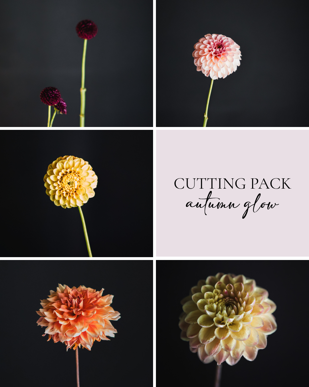 Cutting Pack - Autumn Glow