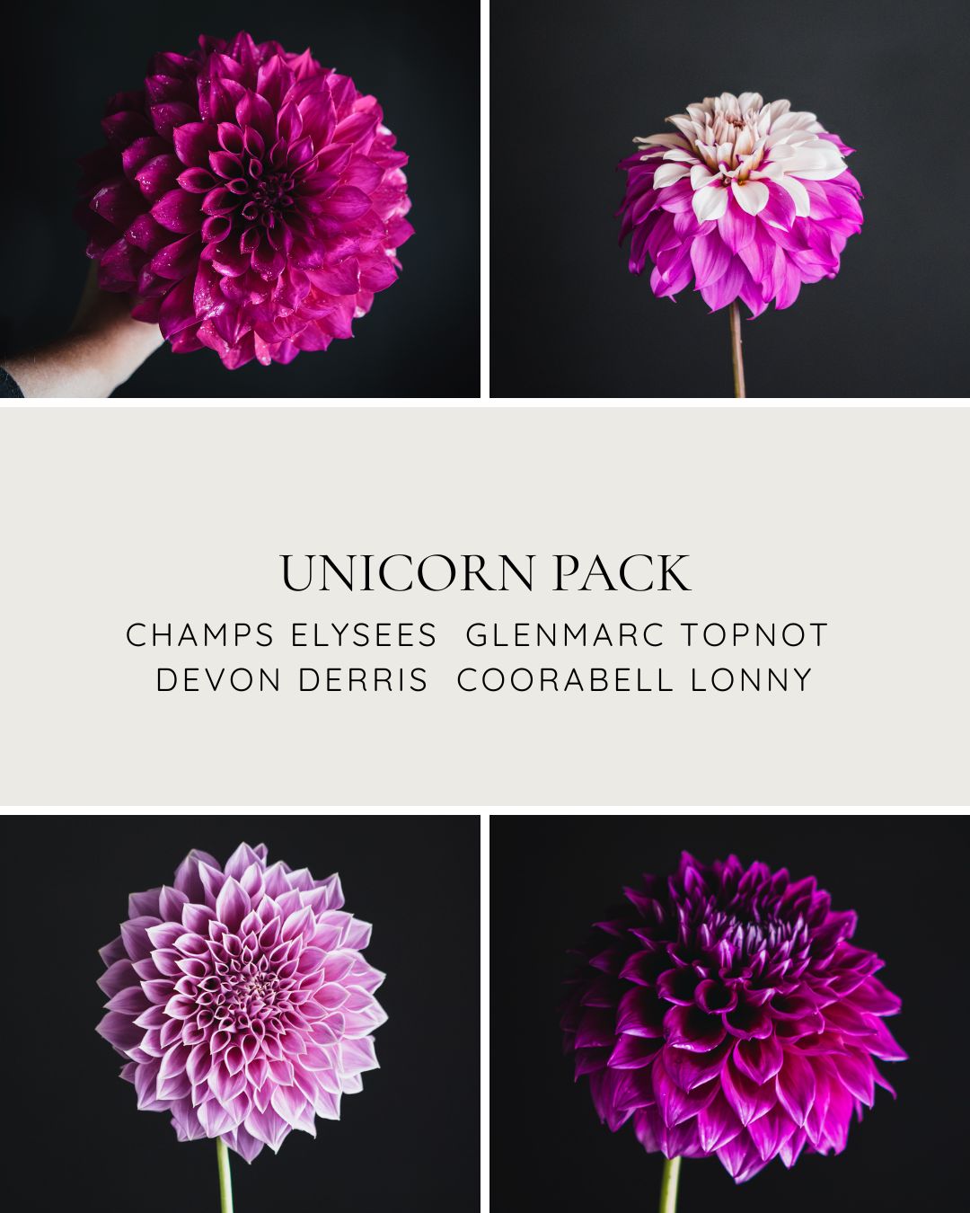 Unicorn Pack - Bold & Rare