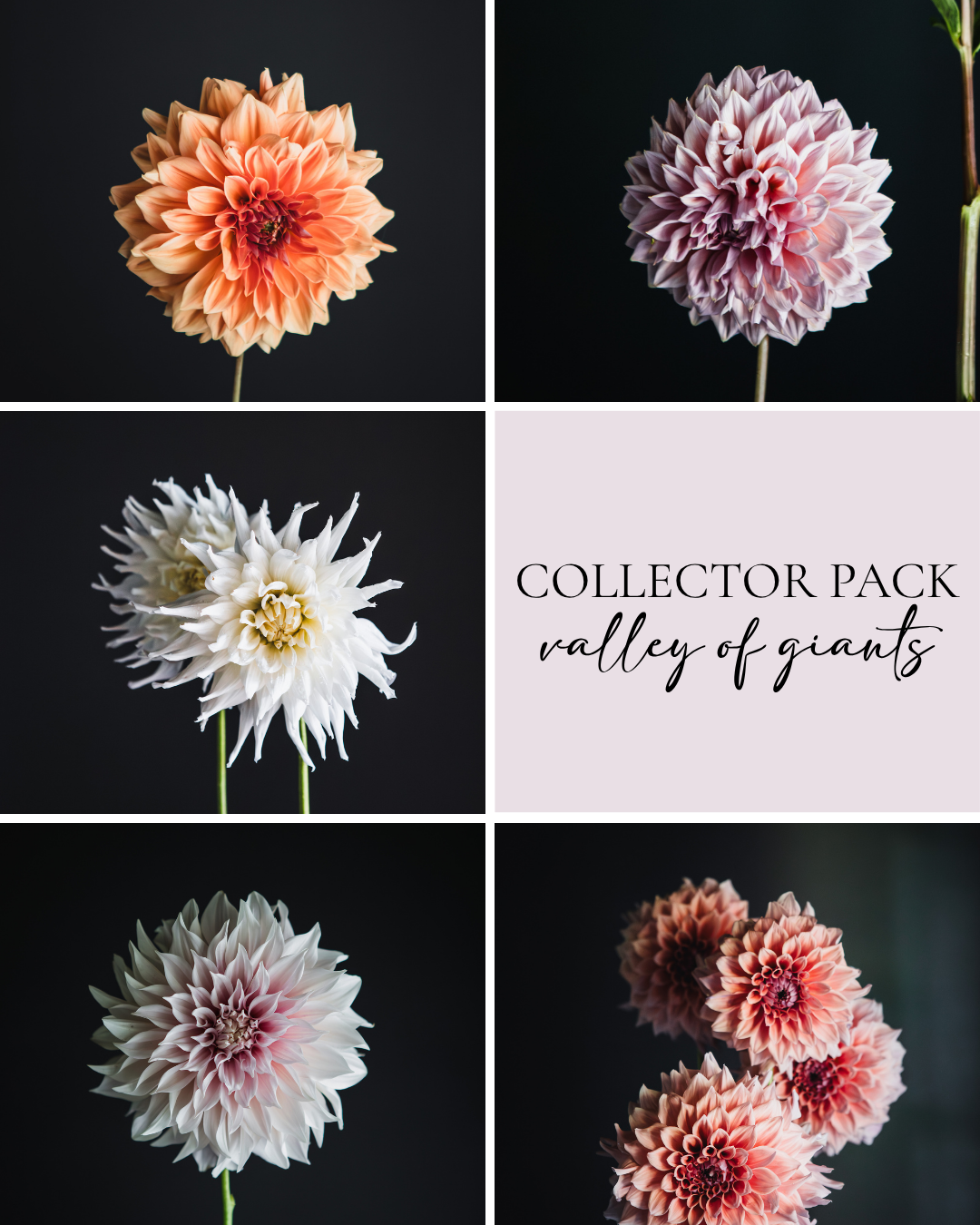 Collector Pack - Valley of Giants
