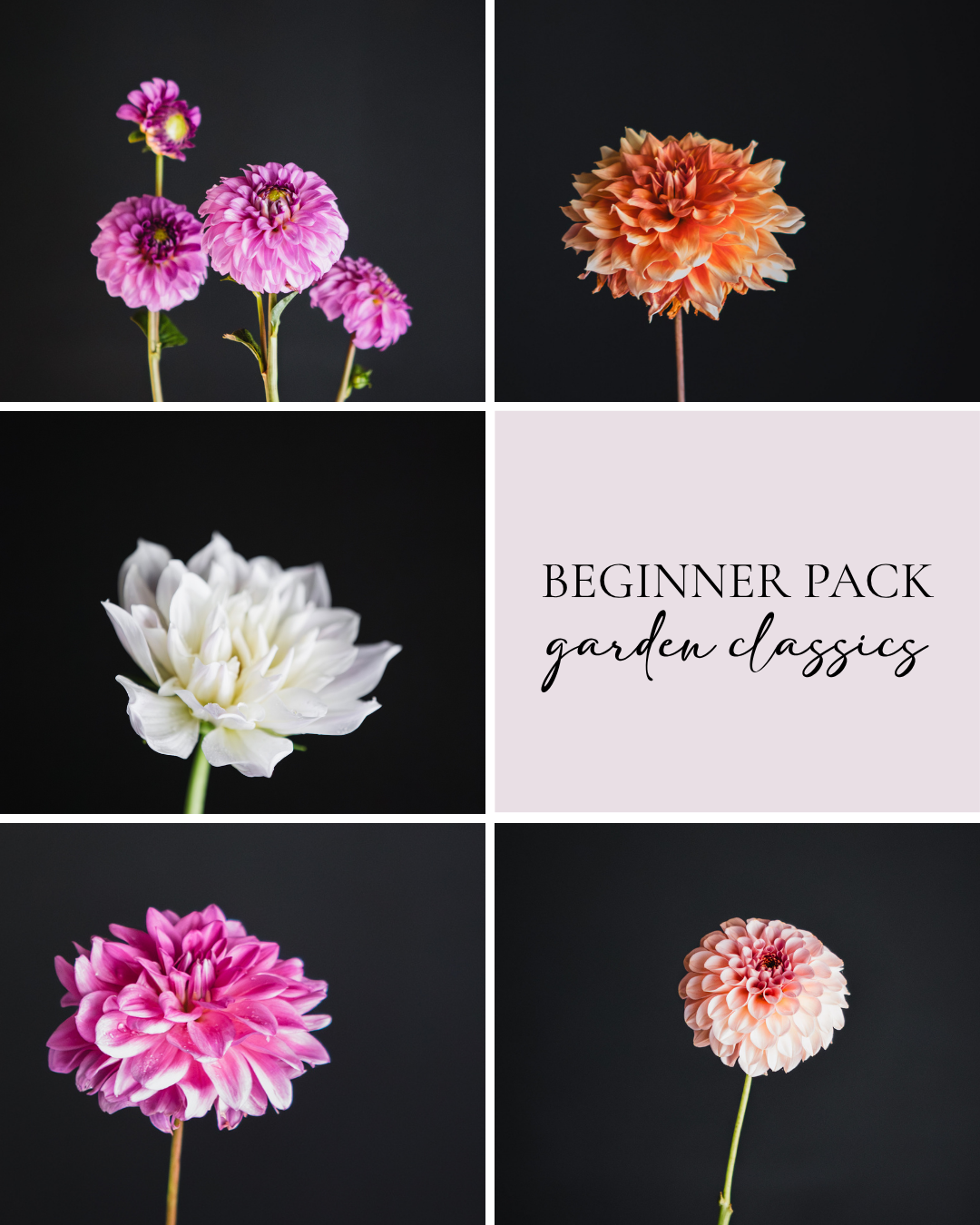 Beginner Pack - Garden Classics