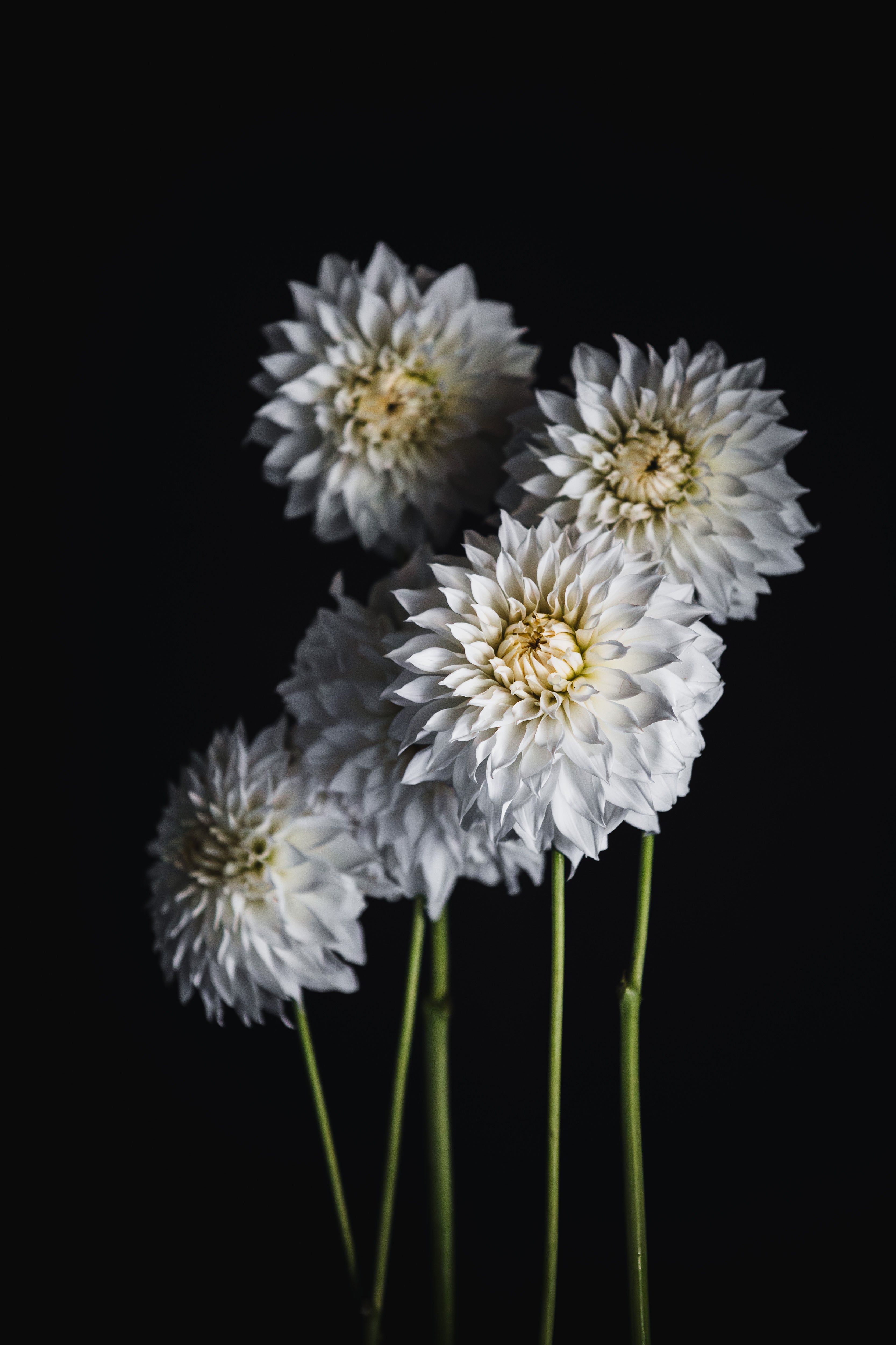 AC Casper | Dahlia Tuber