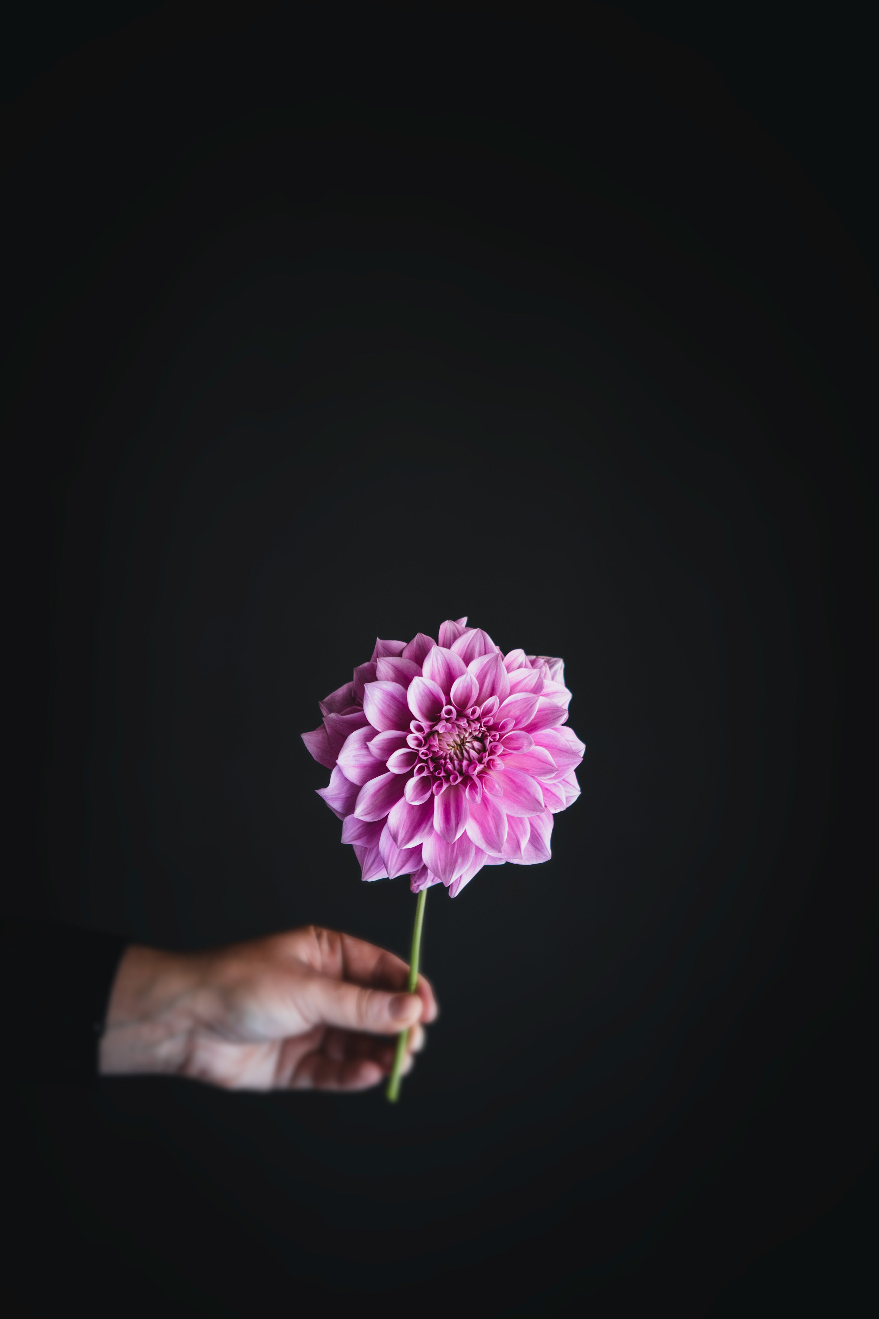 Barney | Dahlia Tuber