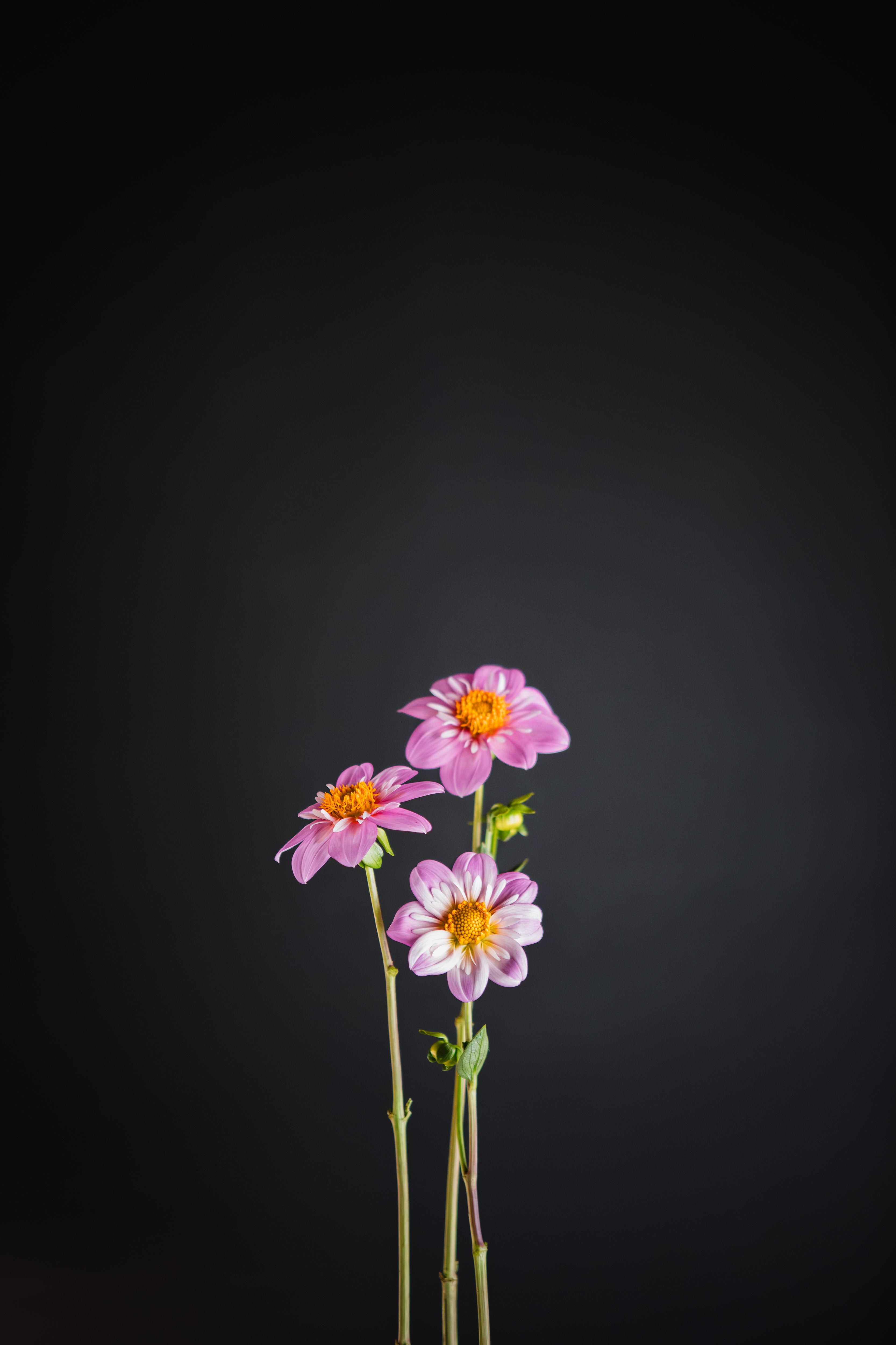 Bloomquist Kelly Ann