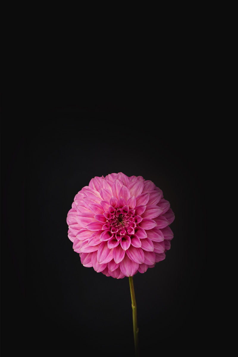 Bracken Sequel | Dahlia Tuber