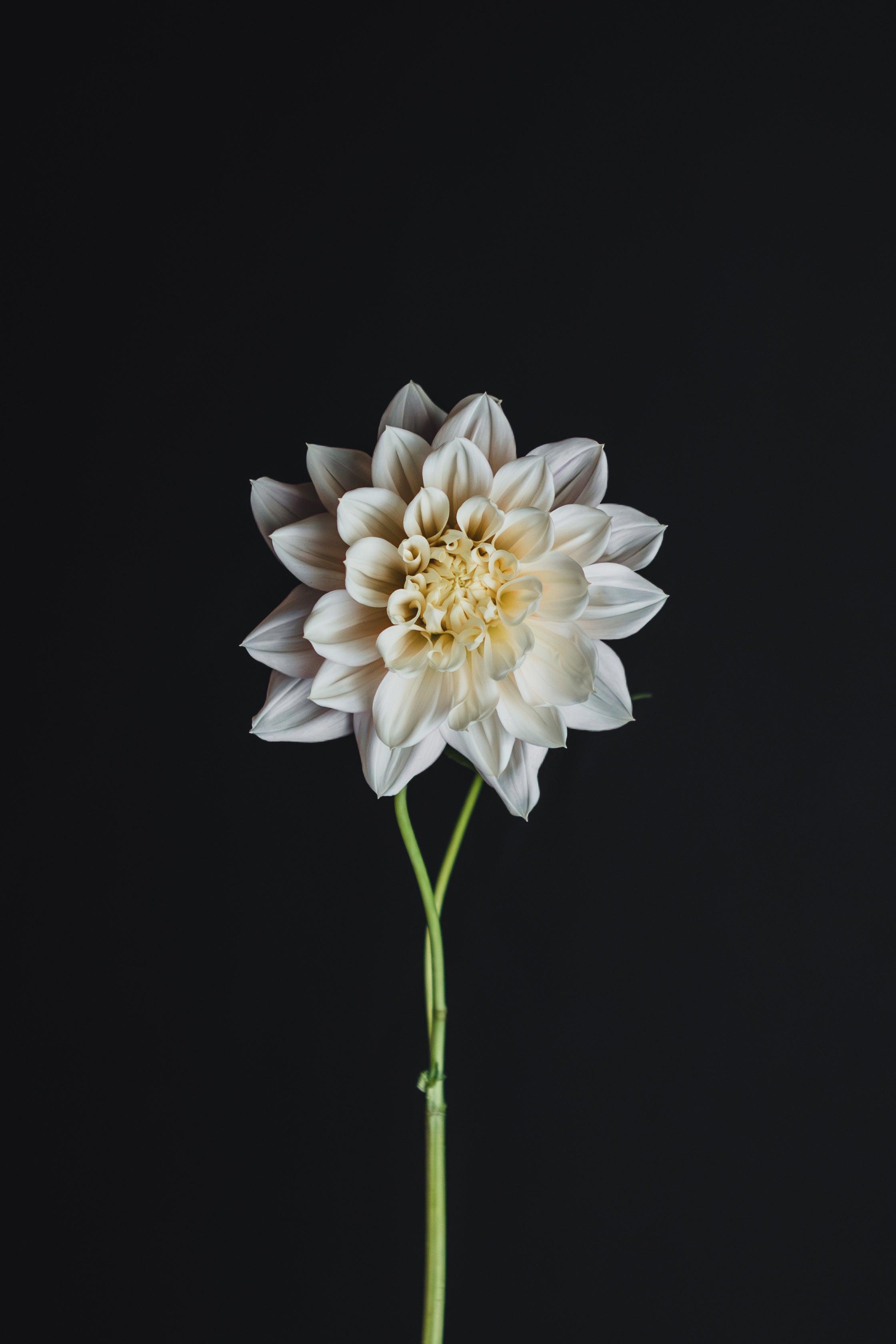 Cerise Rosebud | Dahlia Tuber