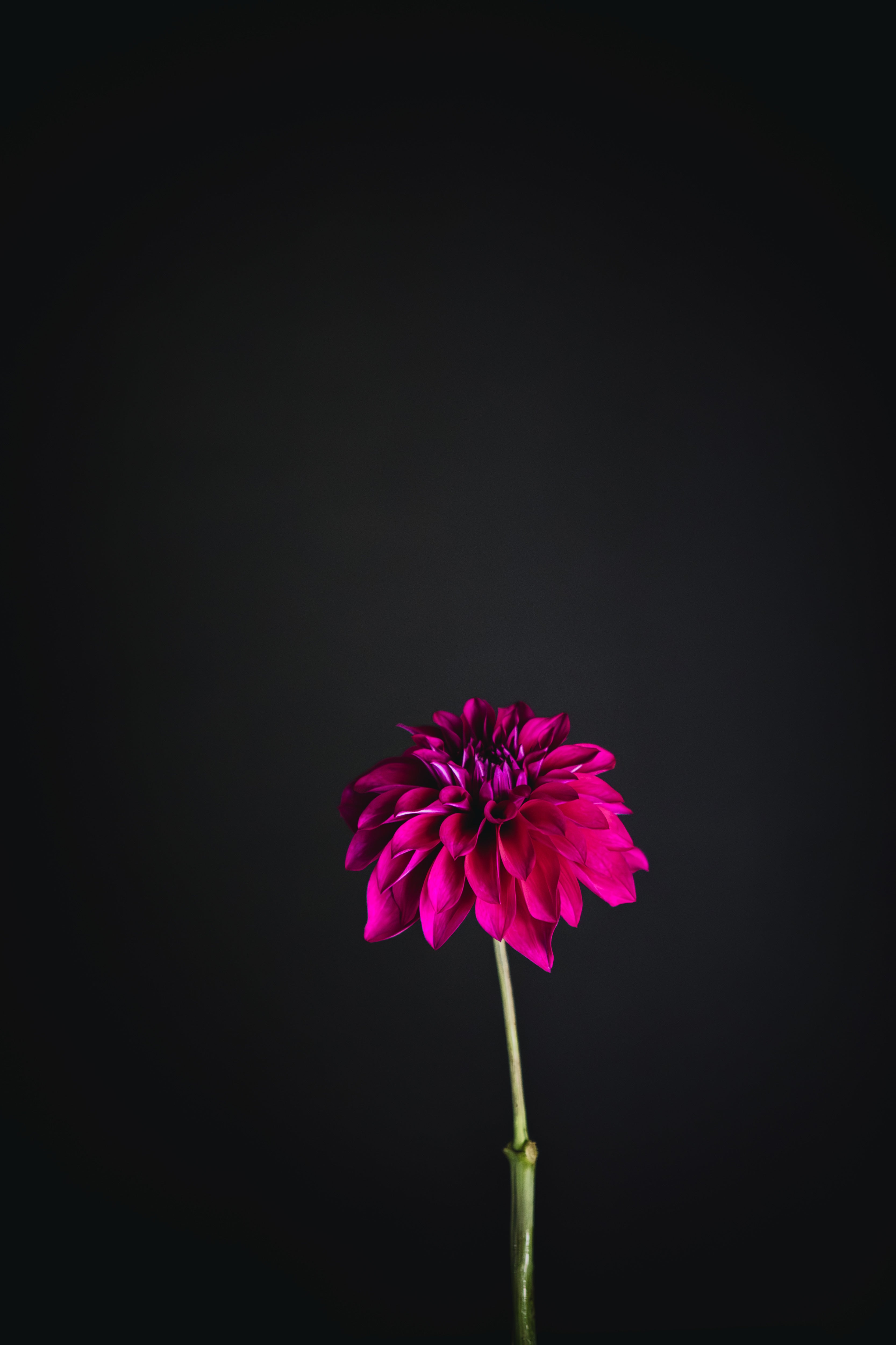 Champs Elysees | Dahlia Tuber