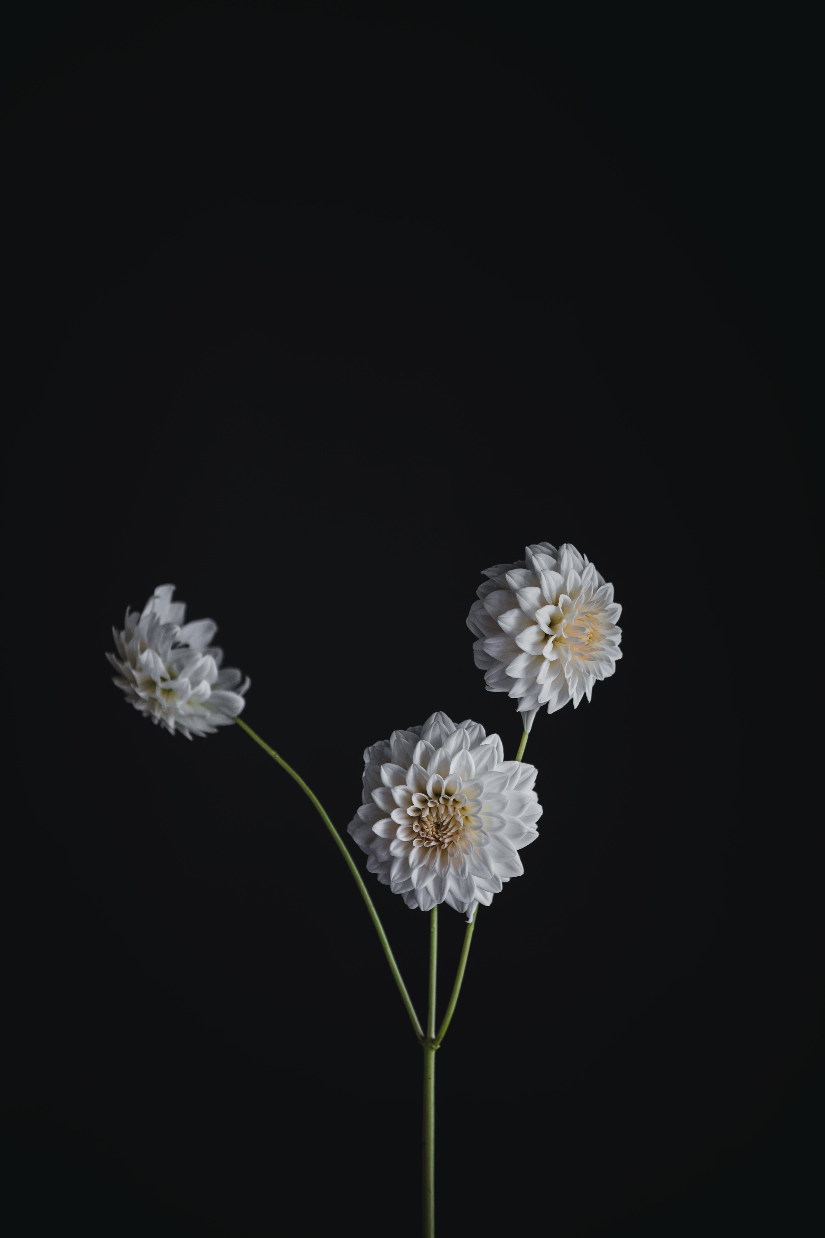 Cindy | Dahlia Tuber