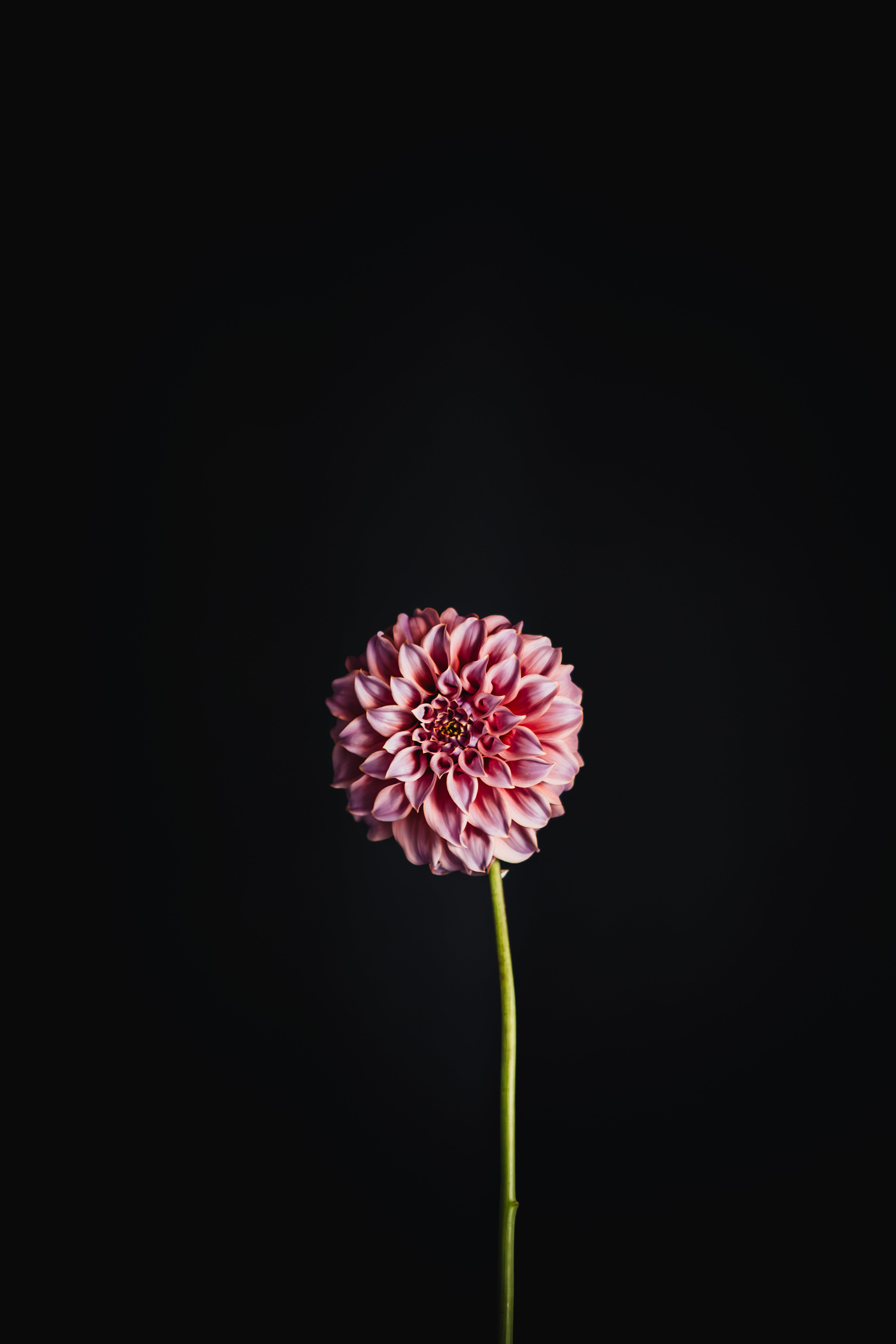 Coorabell Amy | Dahlia Tuber
