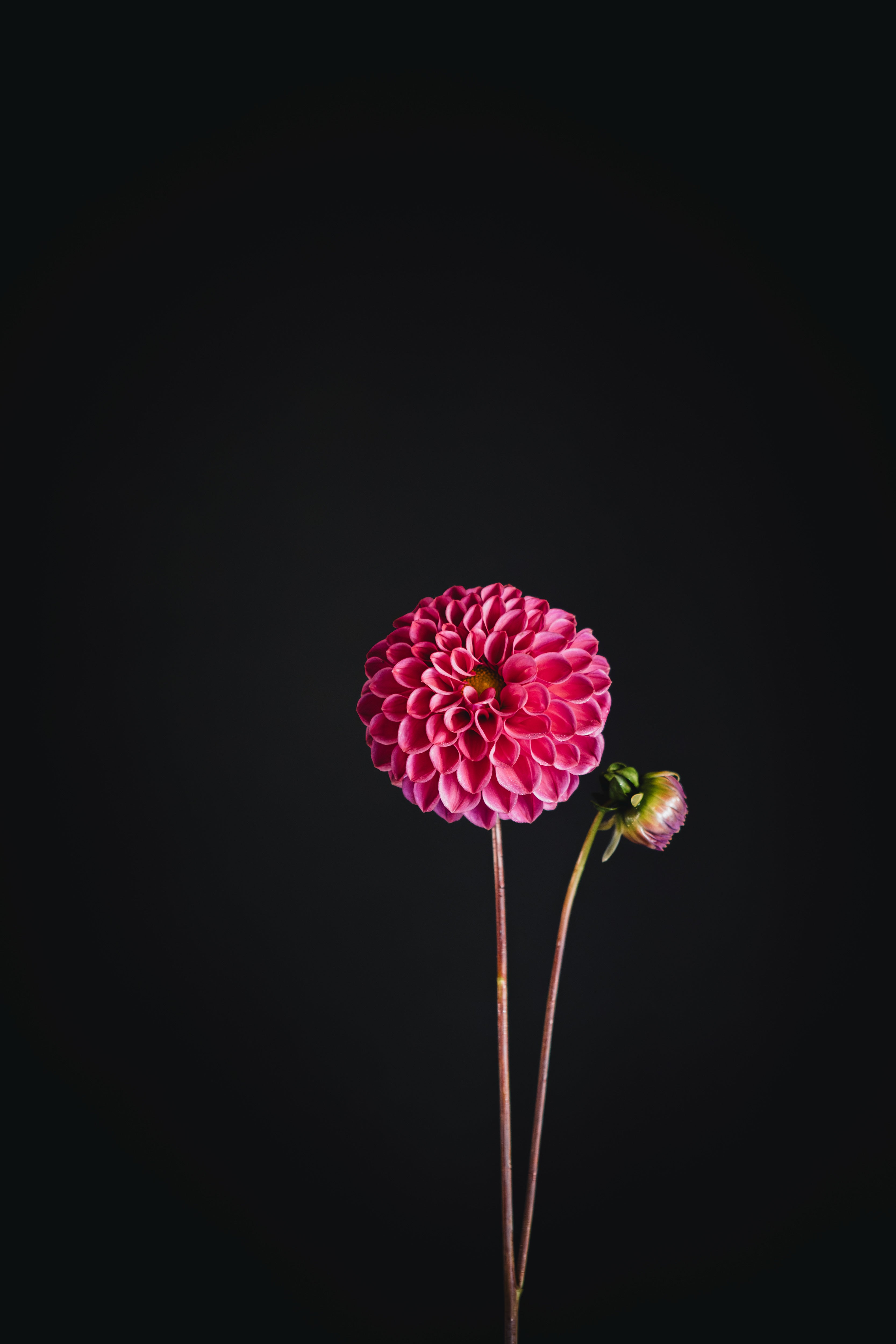 Coorabell Lily | Dahlia Tuber