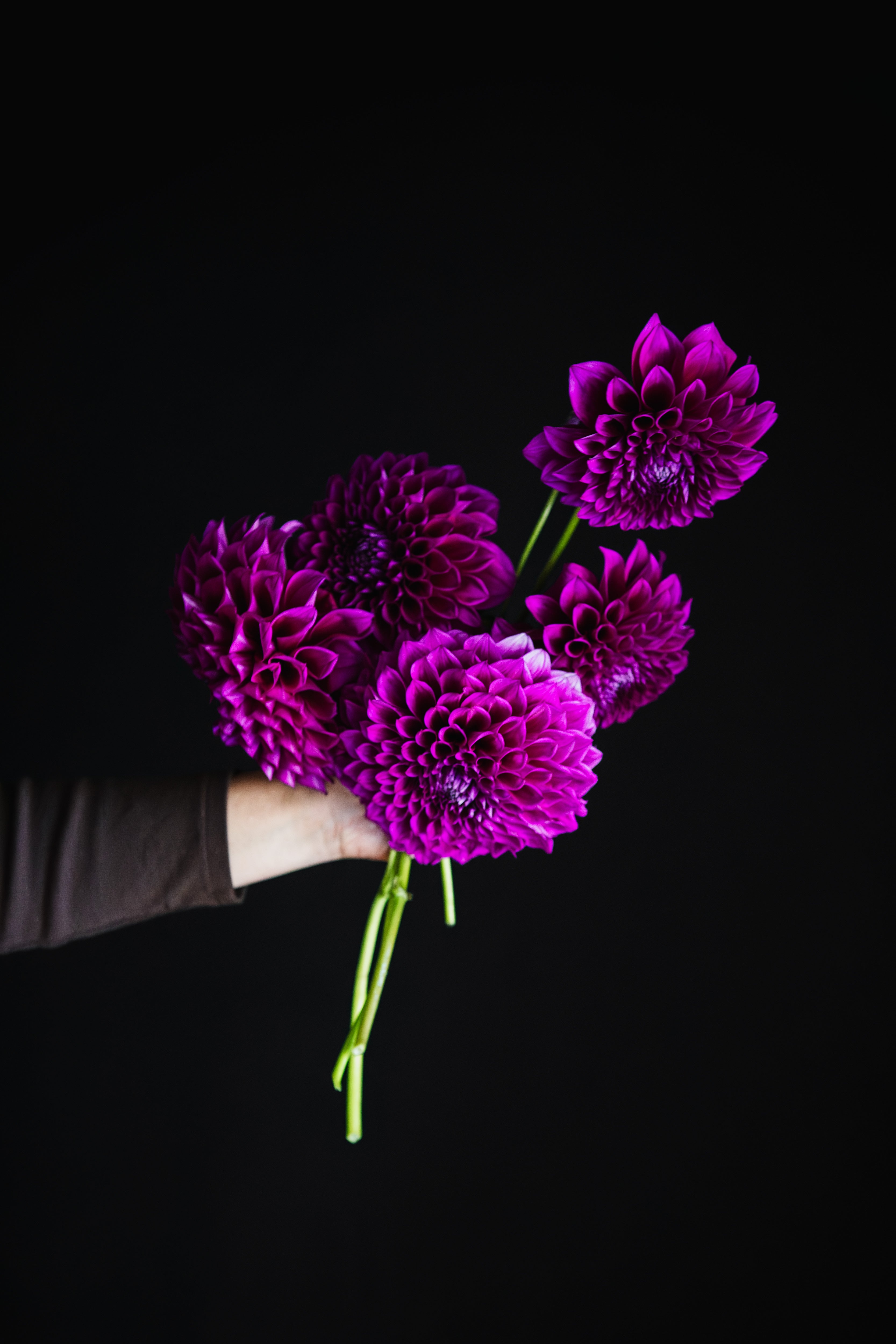 Coorabell Lonny | Dahlia Tuber