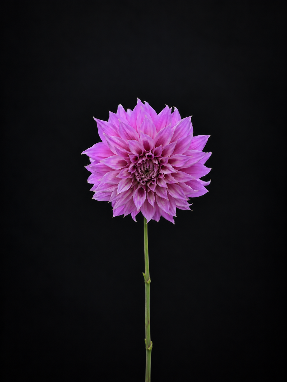 Croydon Lilac | Dahlia Tuber