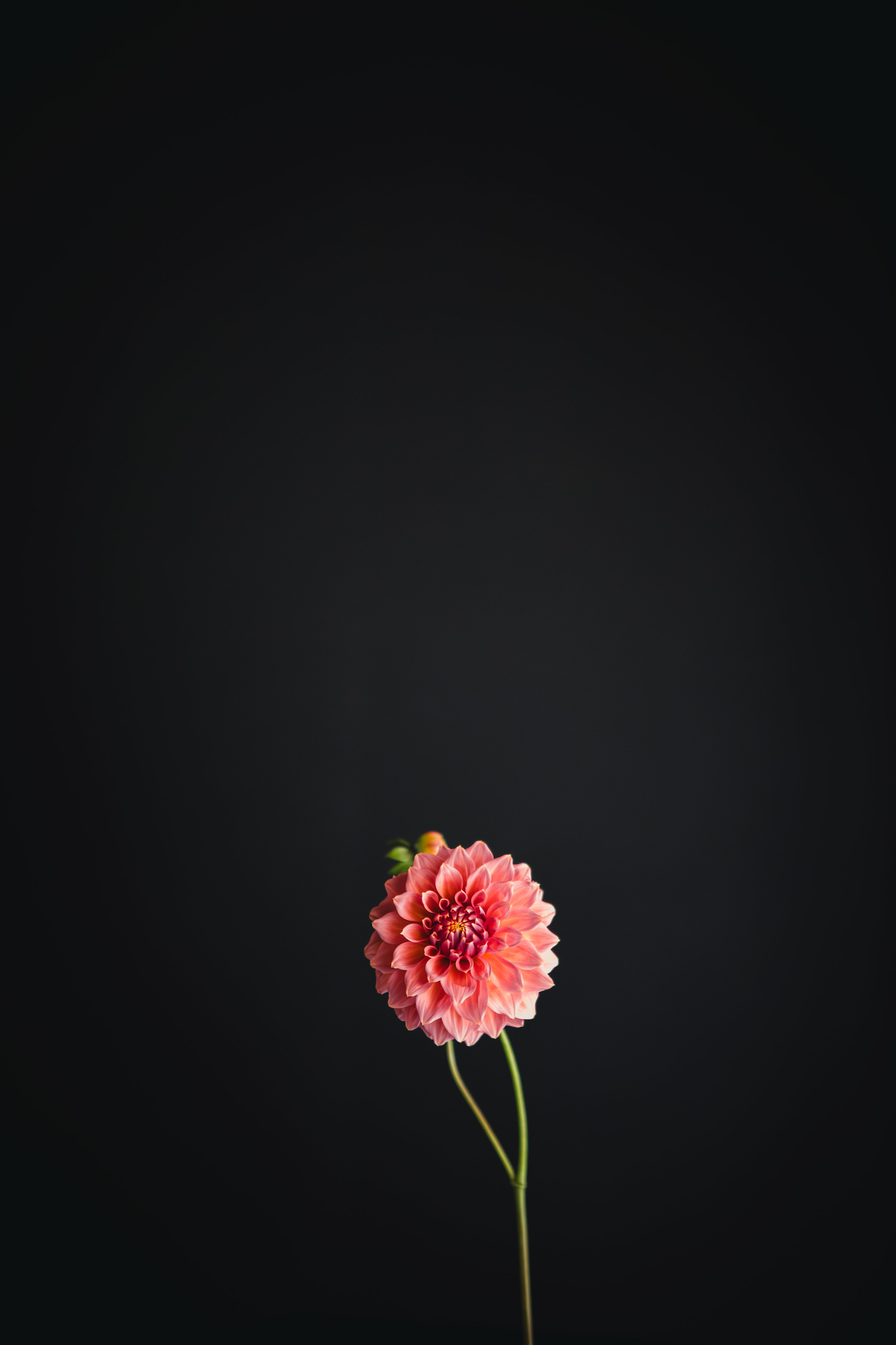 Darbro Highland | Dahlia Tuber