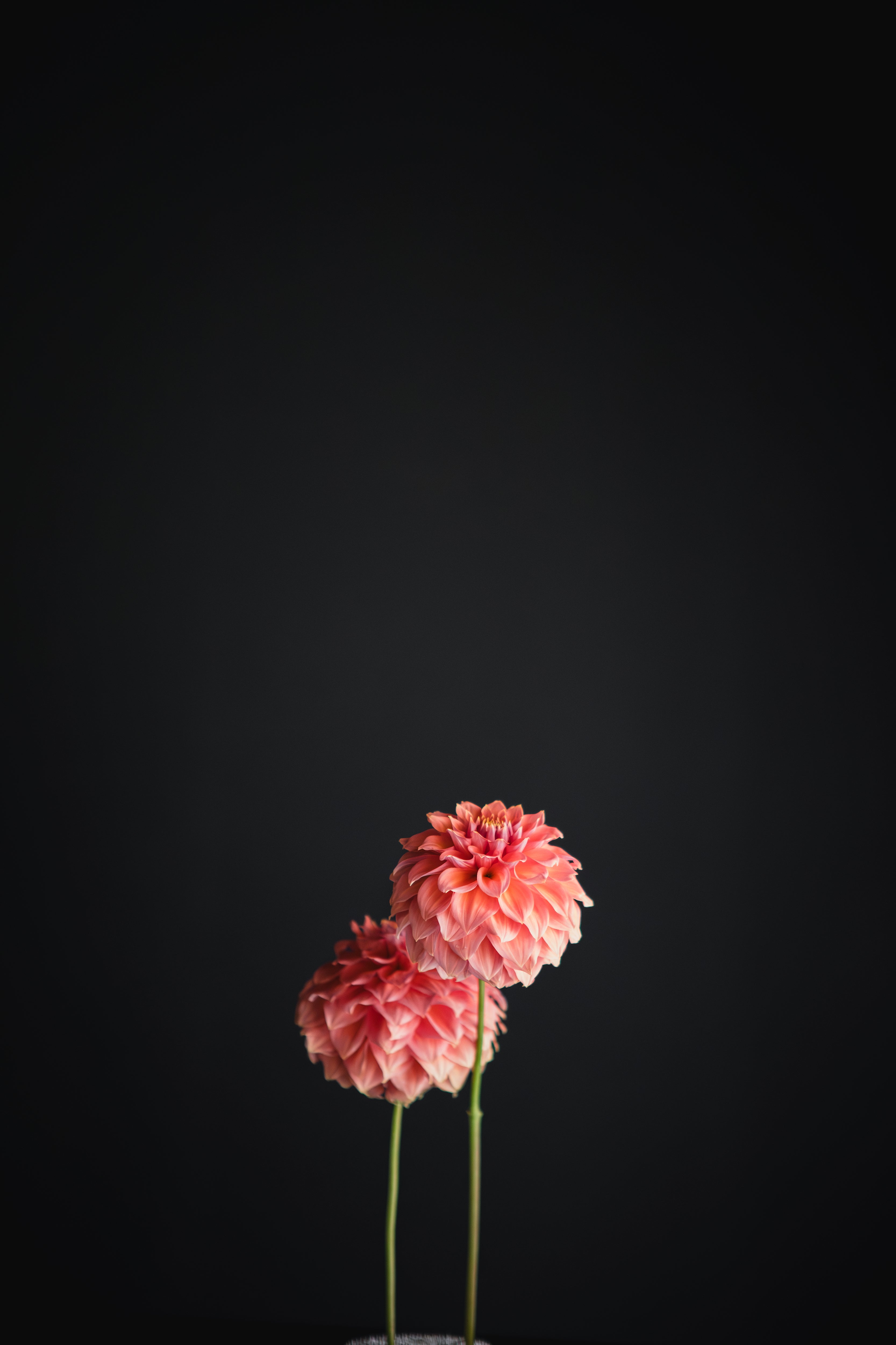 Darbro Palomino | Dahlia Tuber
