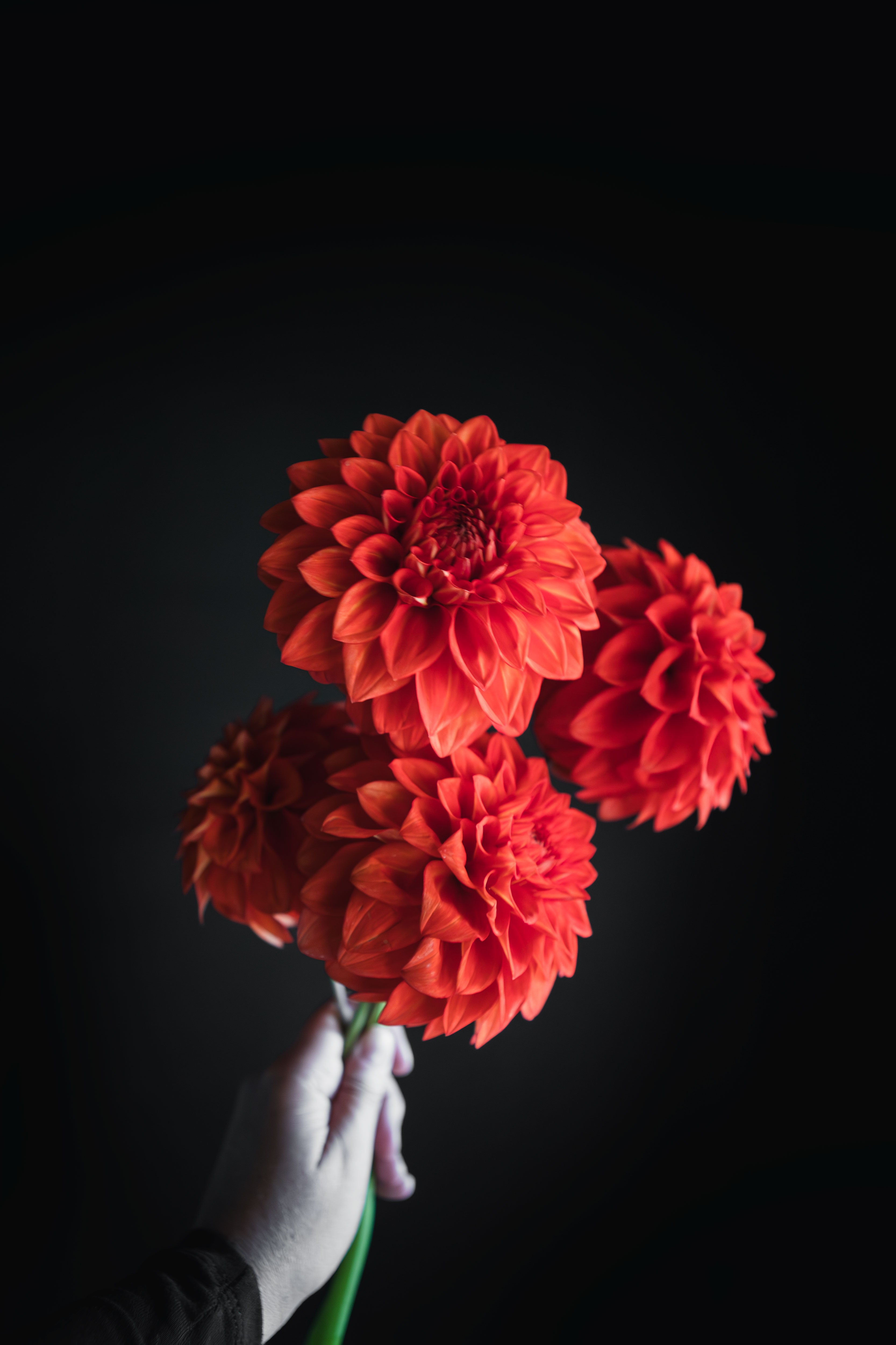Devon Apache | Dahlia Tuber