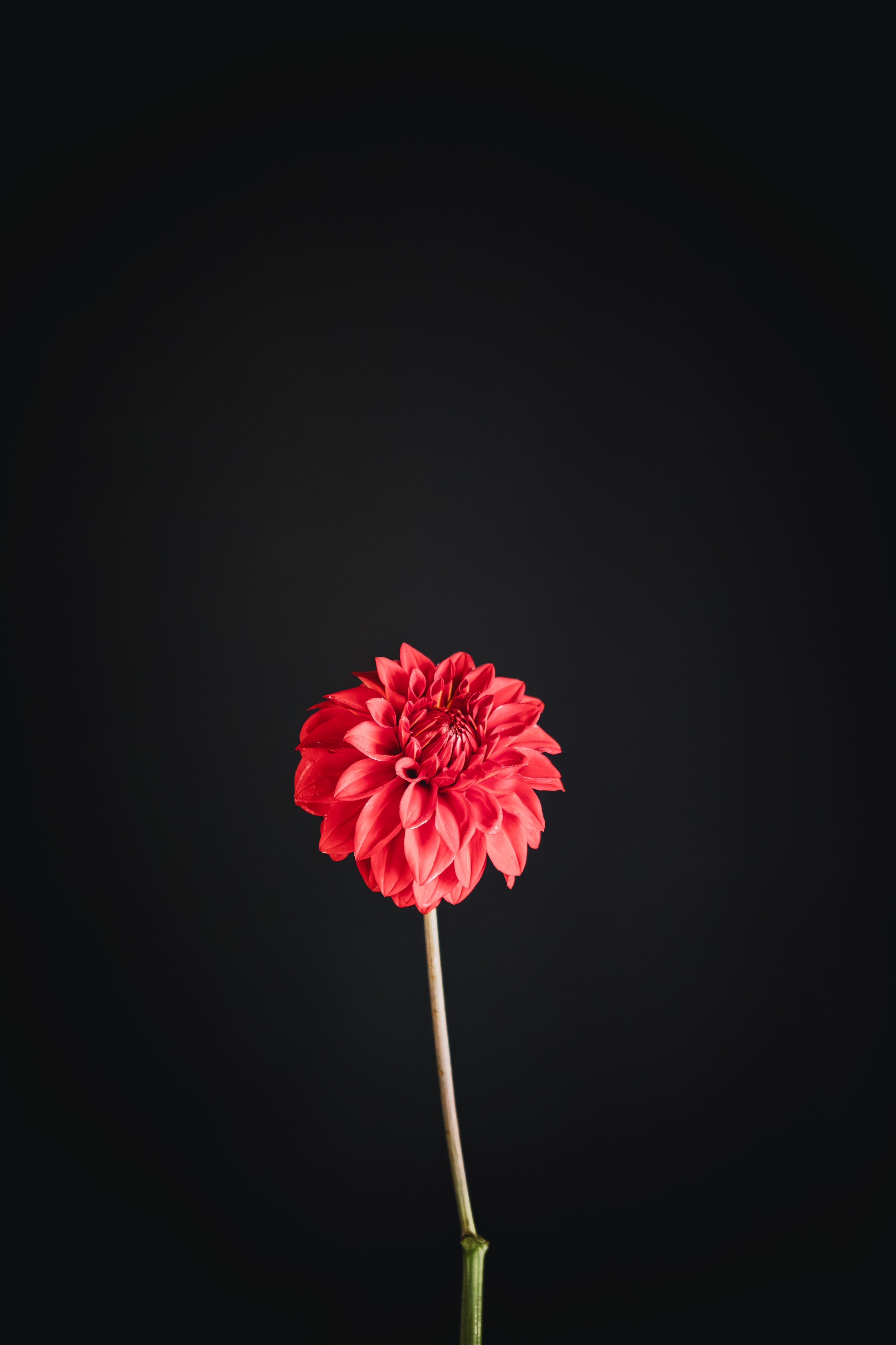 Devon Apache | Dahlia Tuber