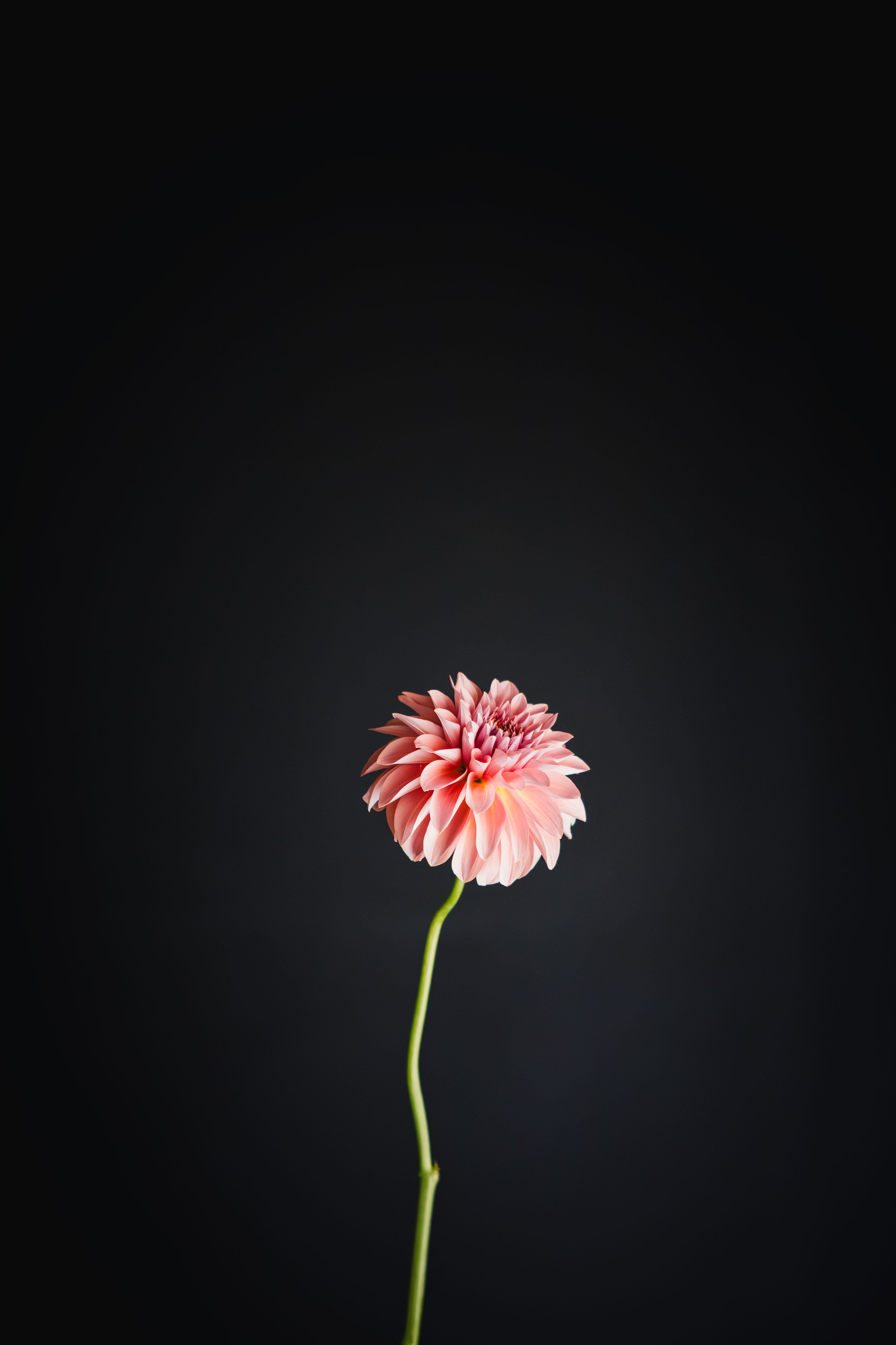 Devon Salmon | Dahlia Tuber