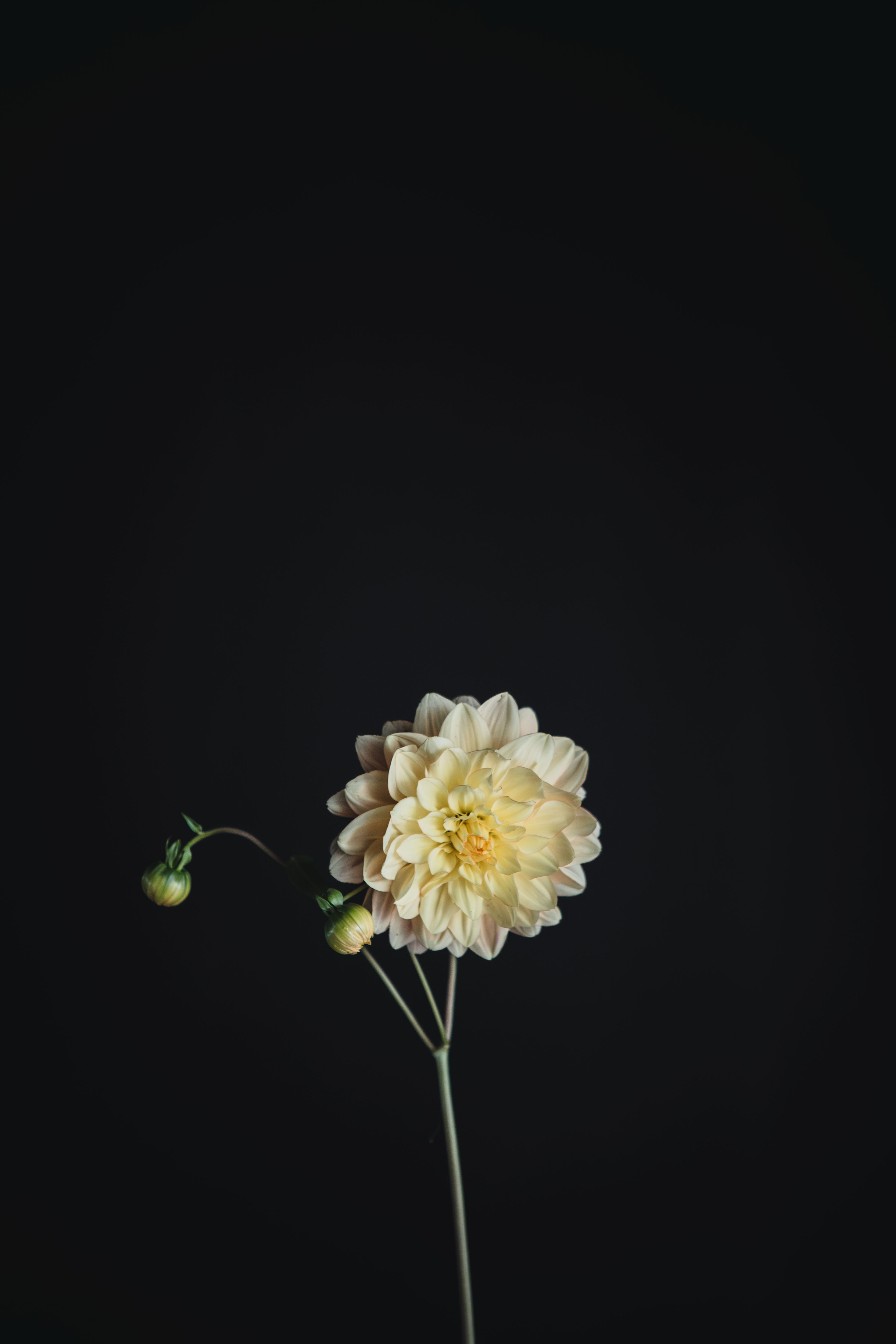 Don't Tell Lies | Dahlia Tuber