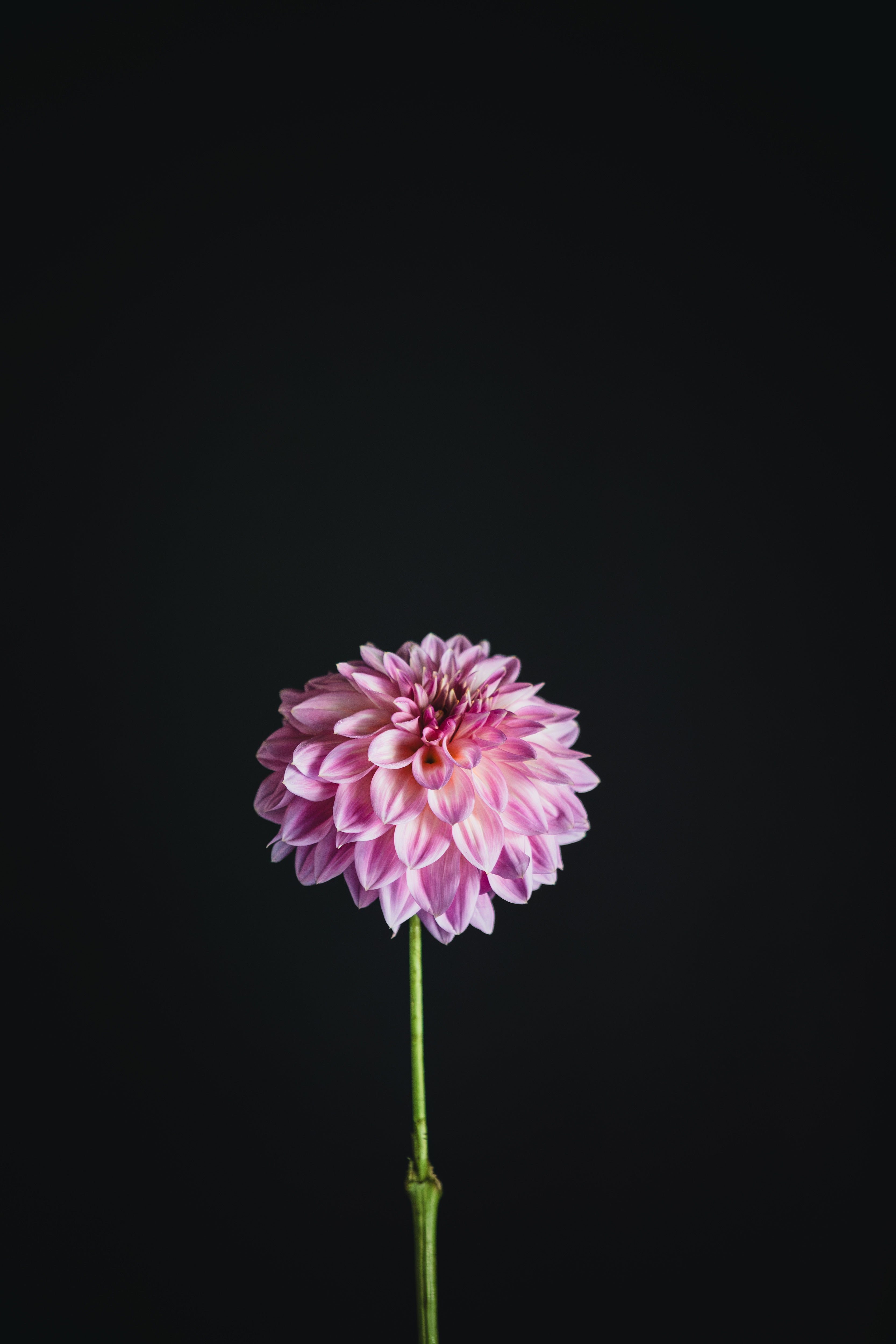 Edge of Gold | Dahlia Tuber