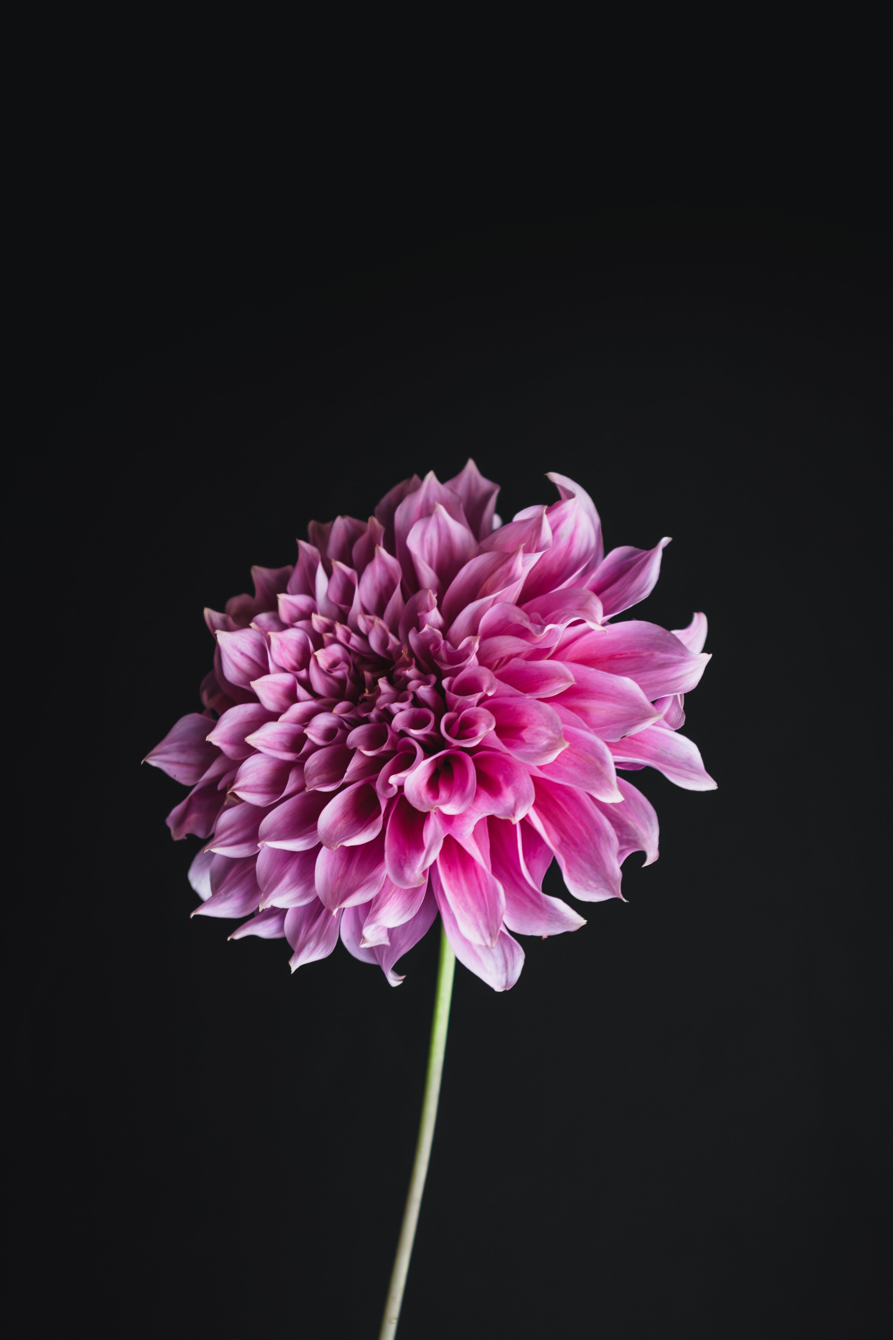 Emory Paul | Dahlia Tuber