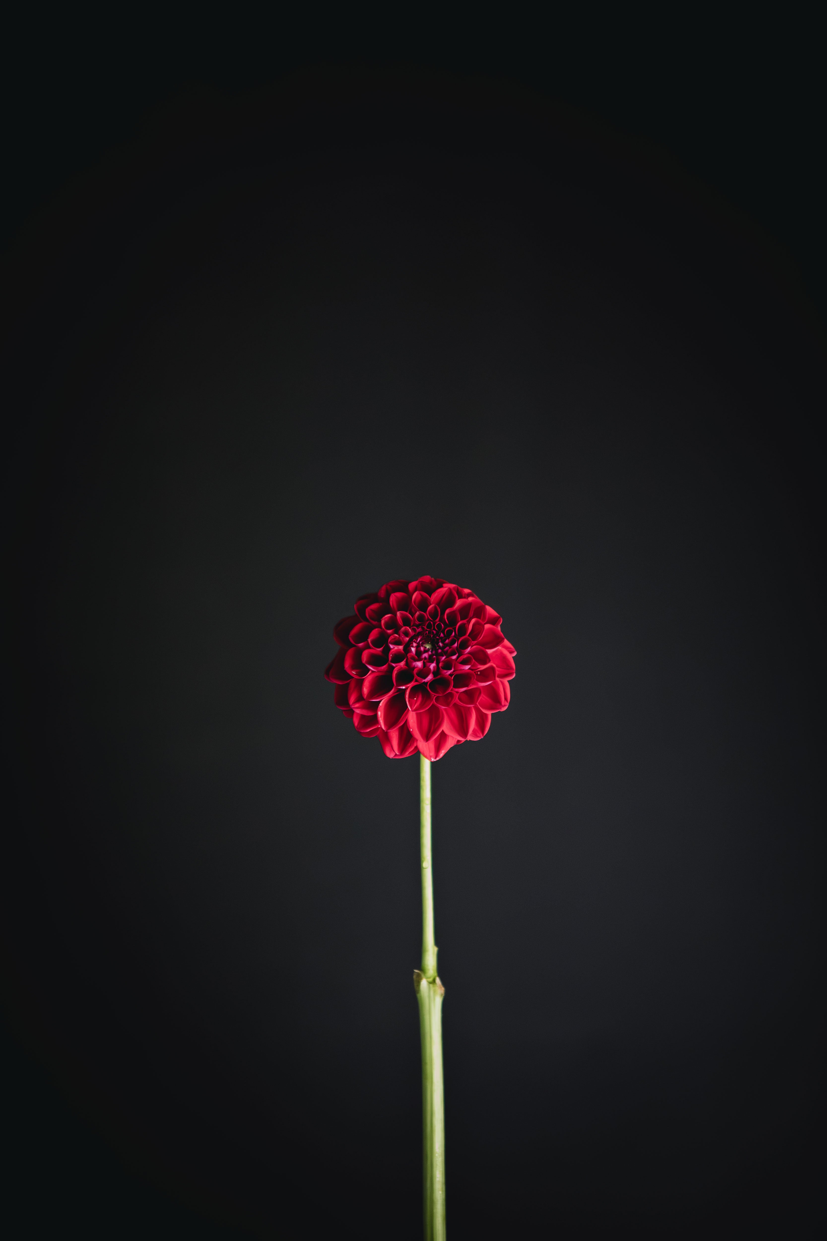 Everbloom Cherry Joy | Dahlia Tuber