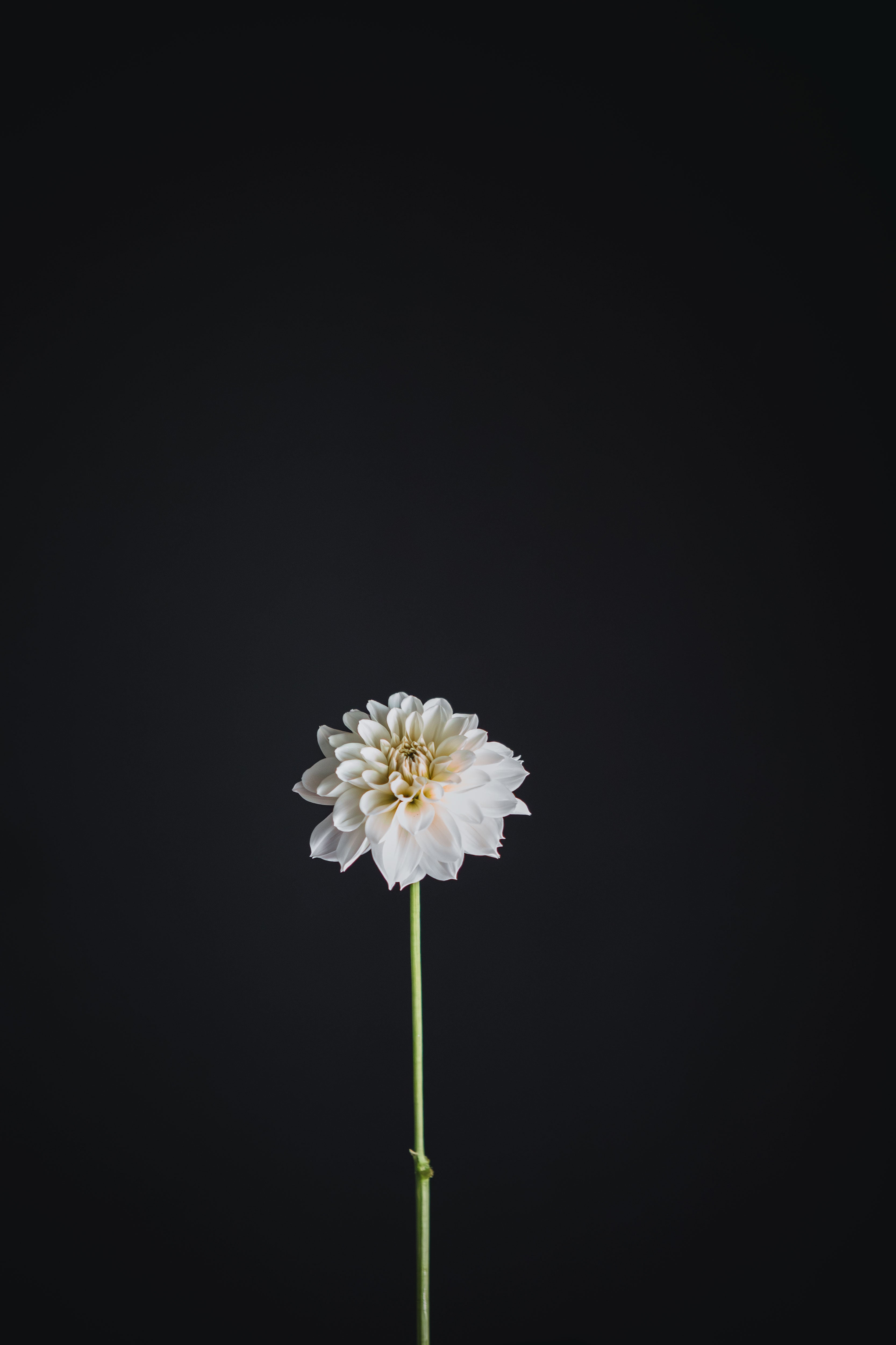 Everbloom First Dance | Dahlia Tuber