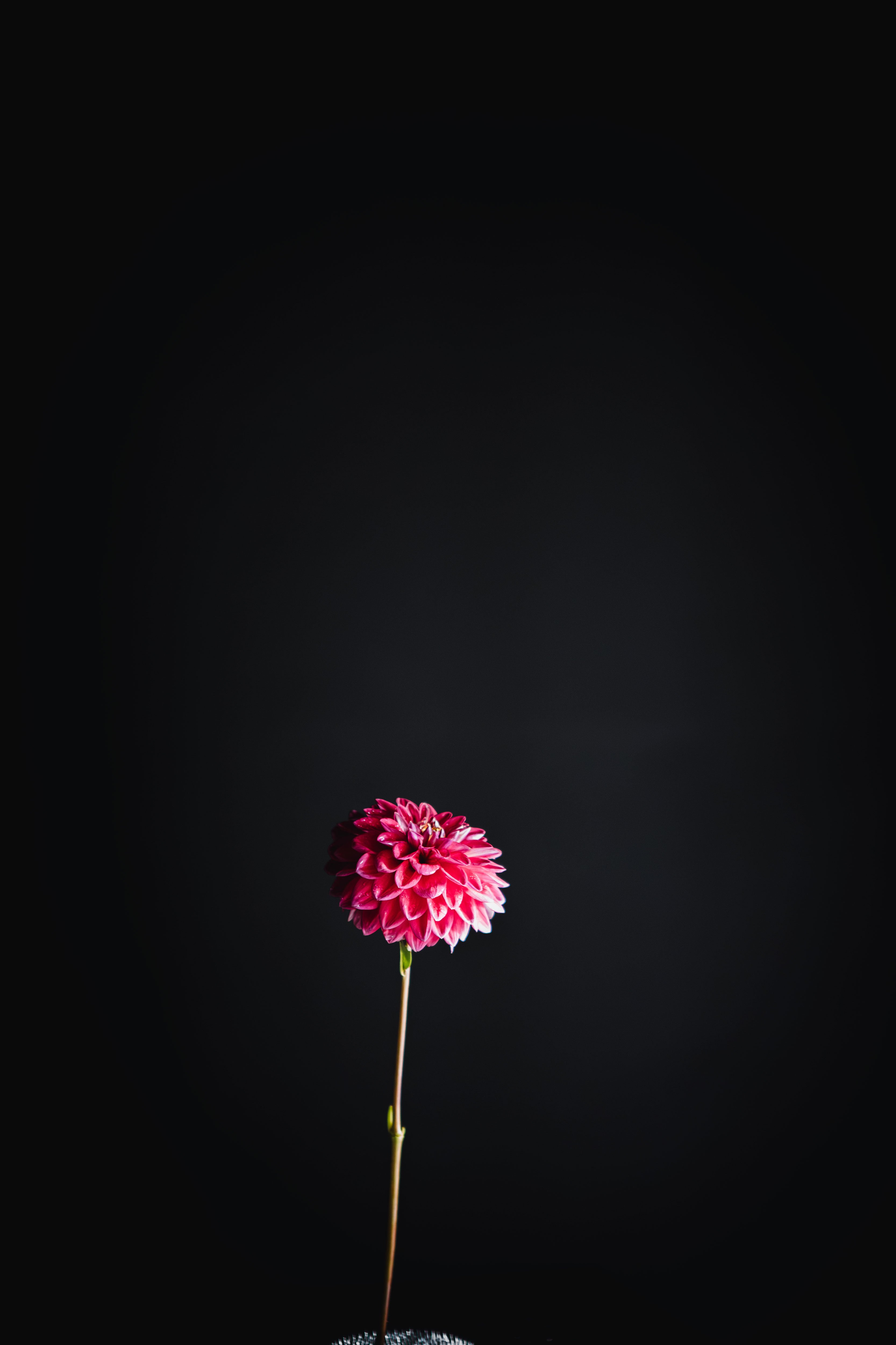 Everbloom Sangria | Dahlia Tuber