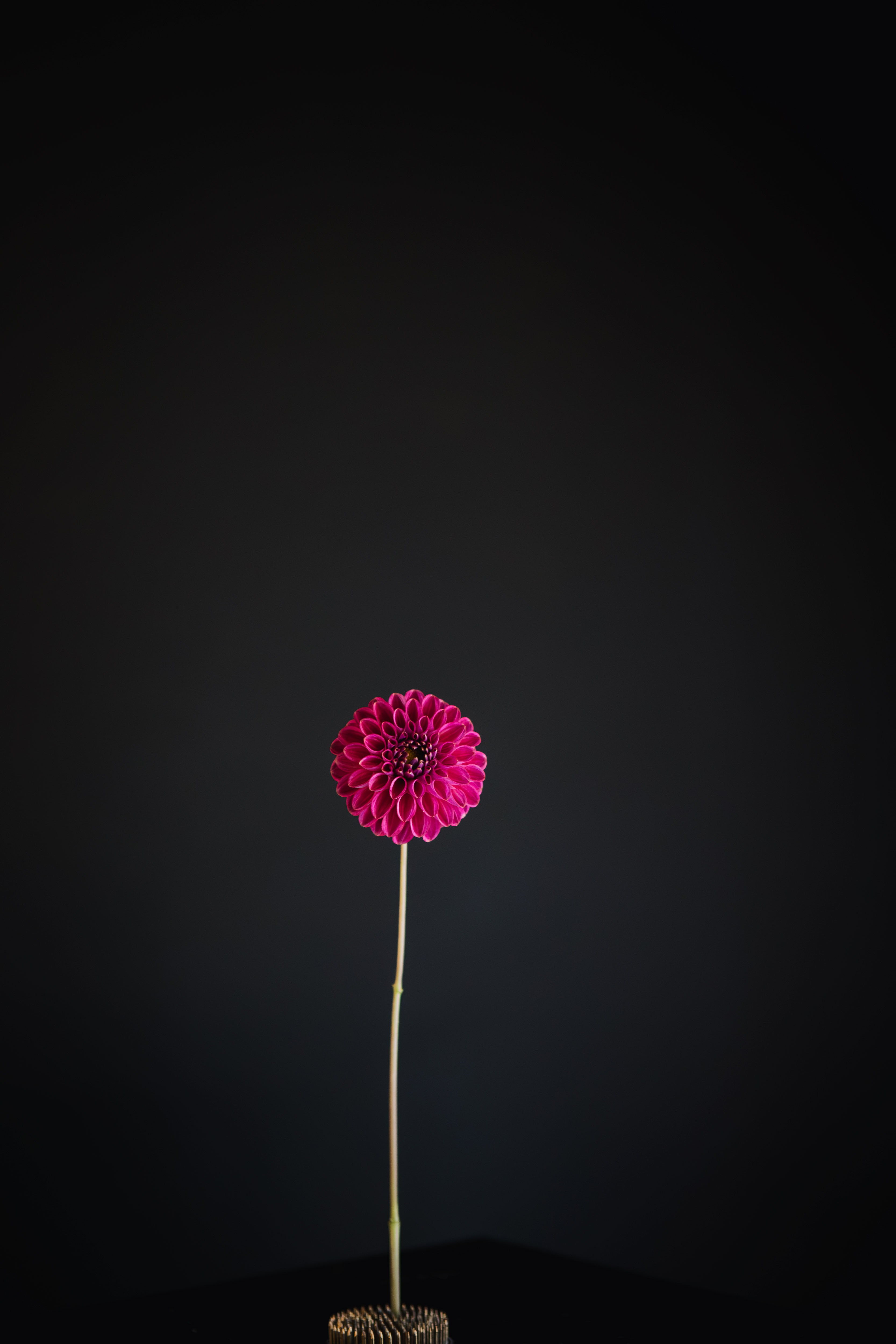 Everbloom Vintage Velvet | Dahlia Tuber