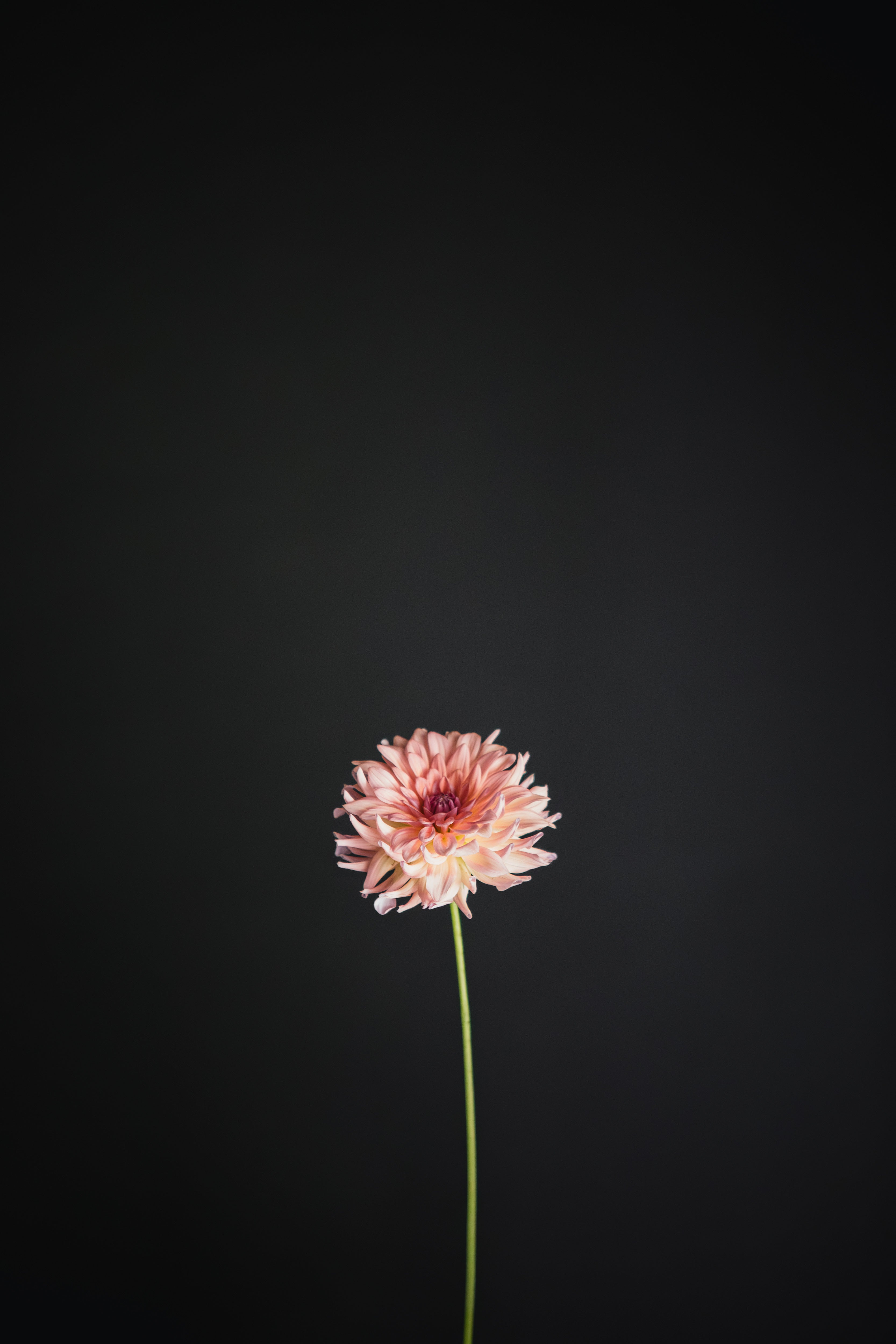 Everbloom Lullaby | Dahlia Tuber