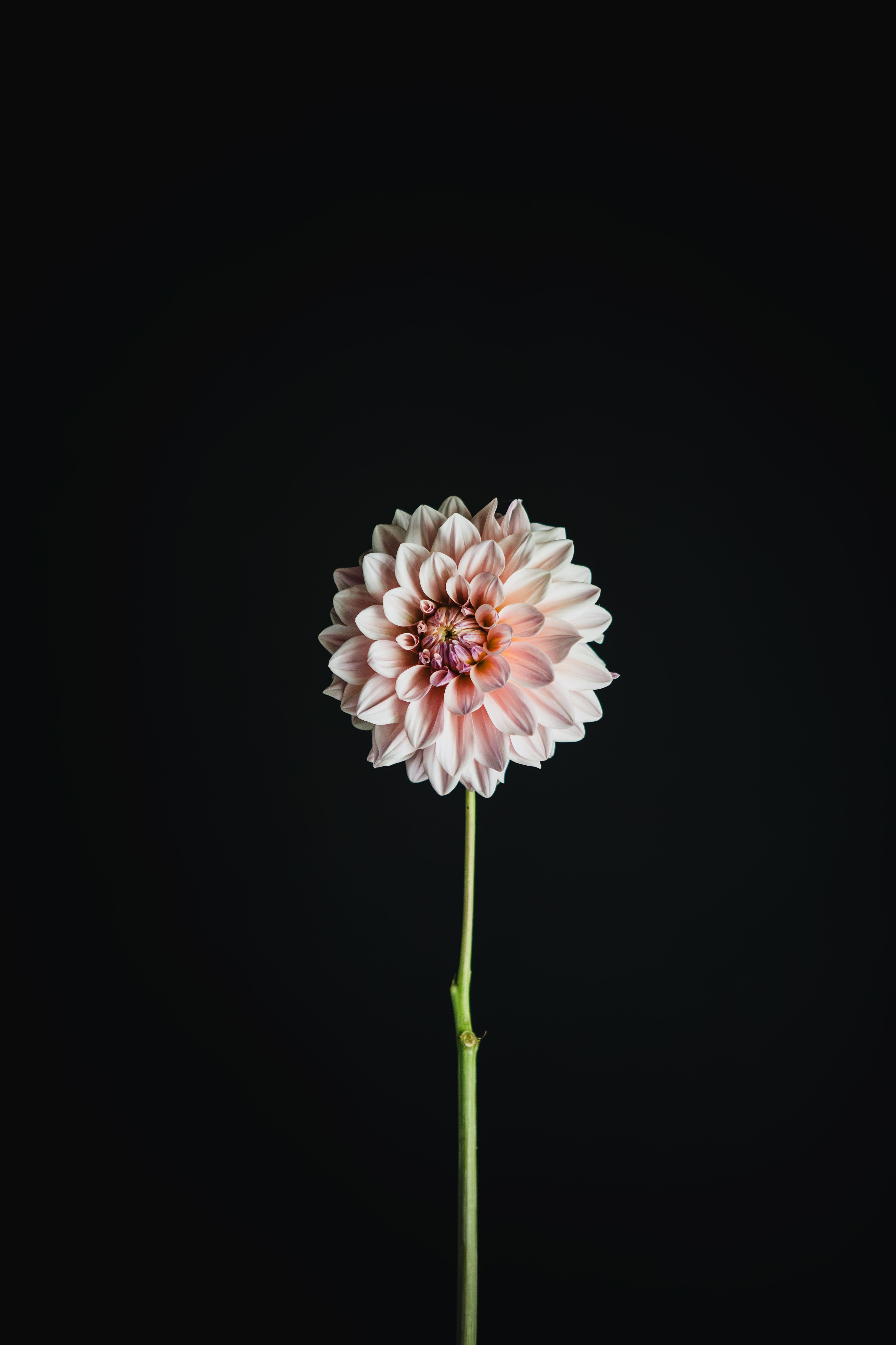 Florelie Antique | Dahlia Tuber