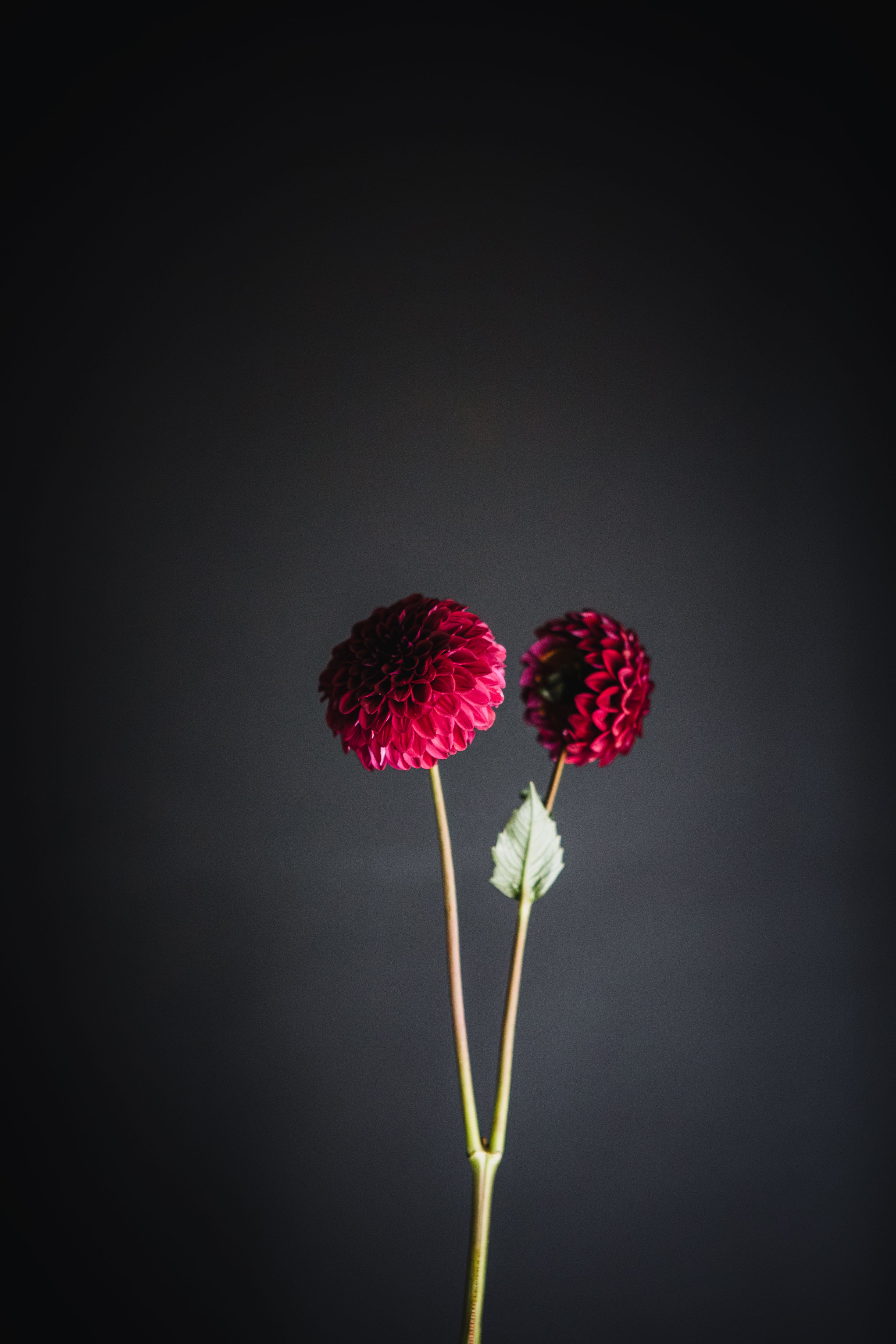 Florelie Bordeaux | Dahlia Tuber
