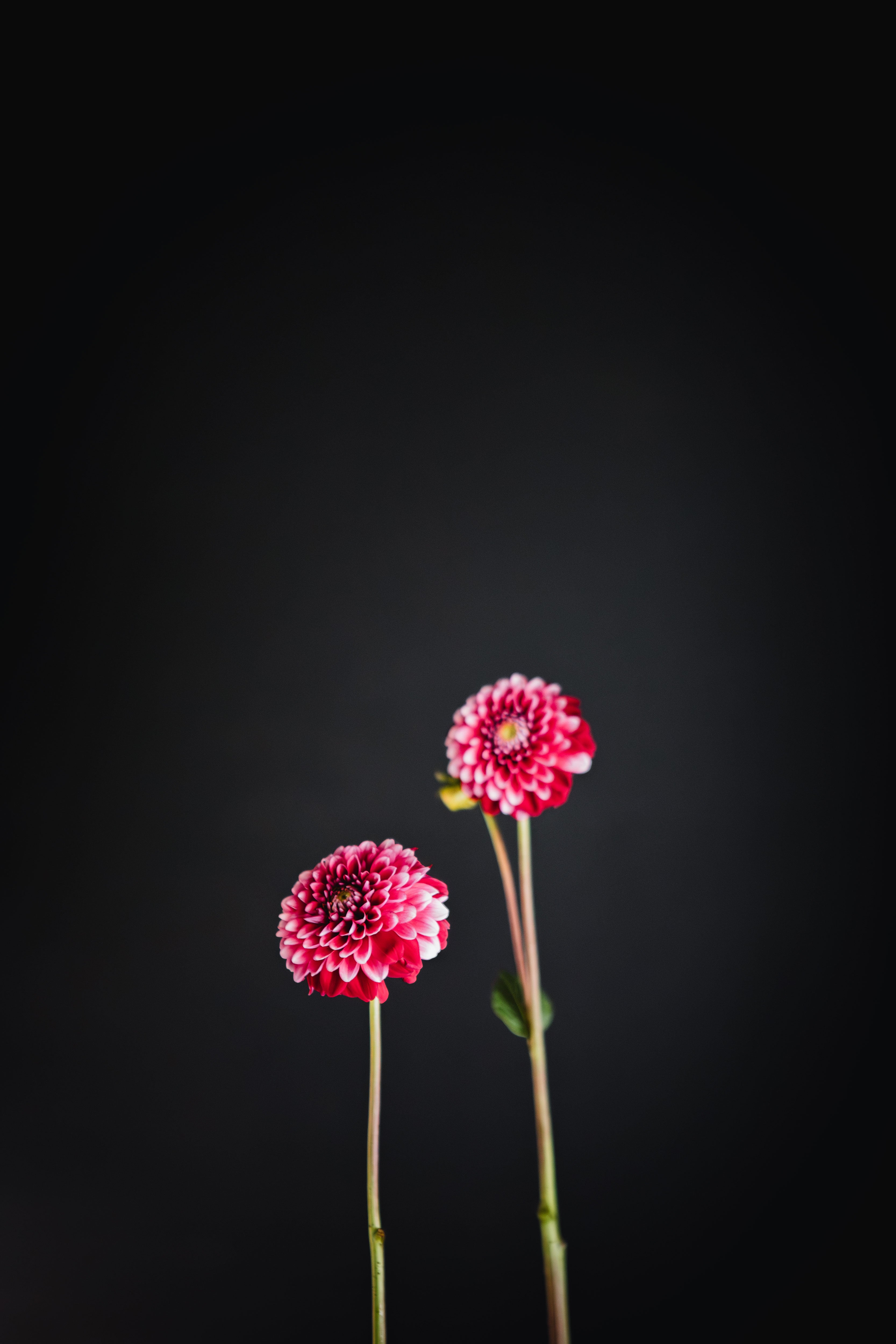 Florelie Cosmic Romance | Dahlia Tuber
