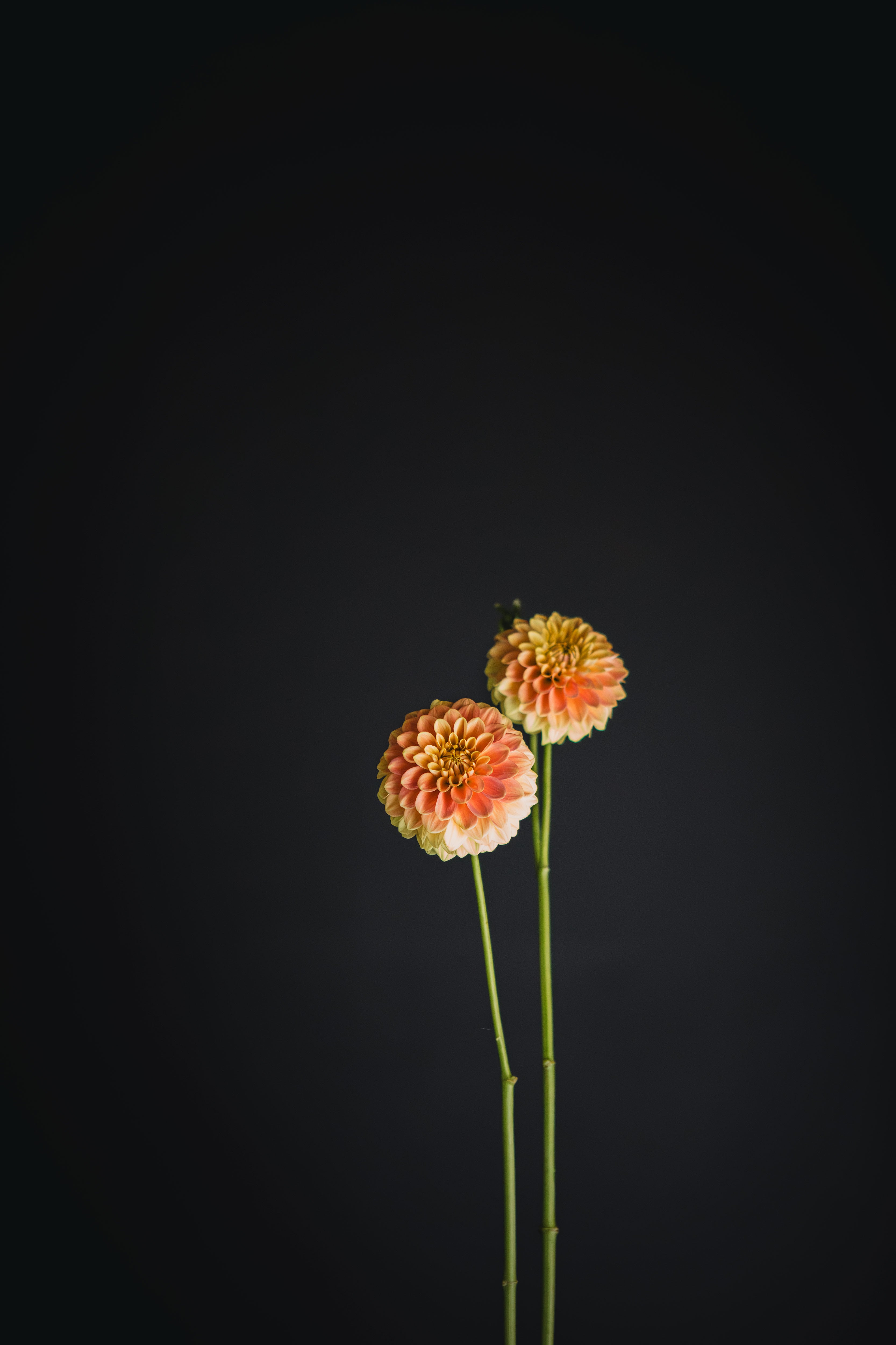 Florelie Fruit Tingle | Dahlia Tuber