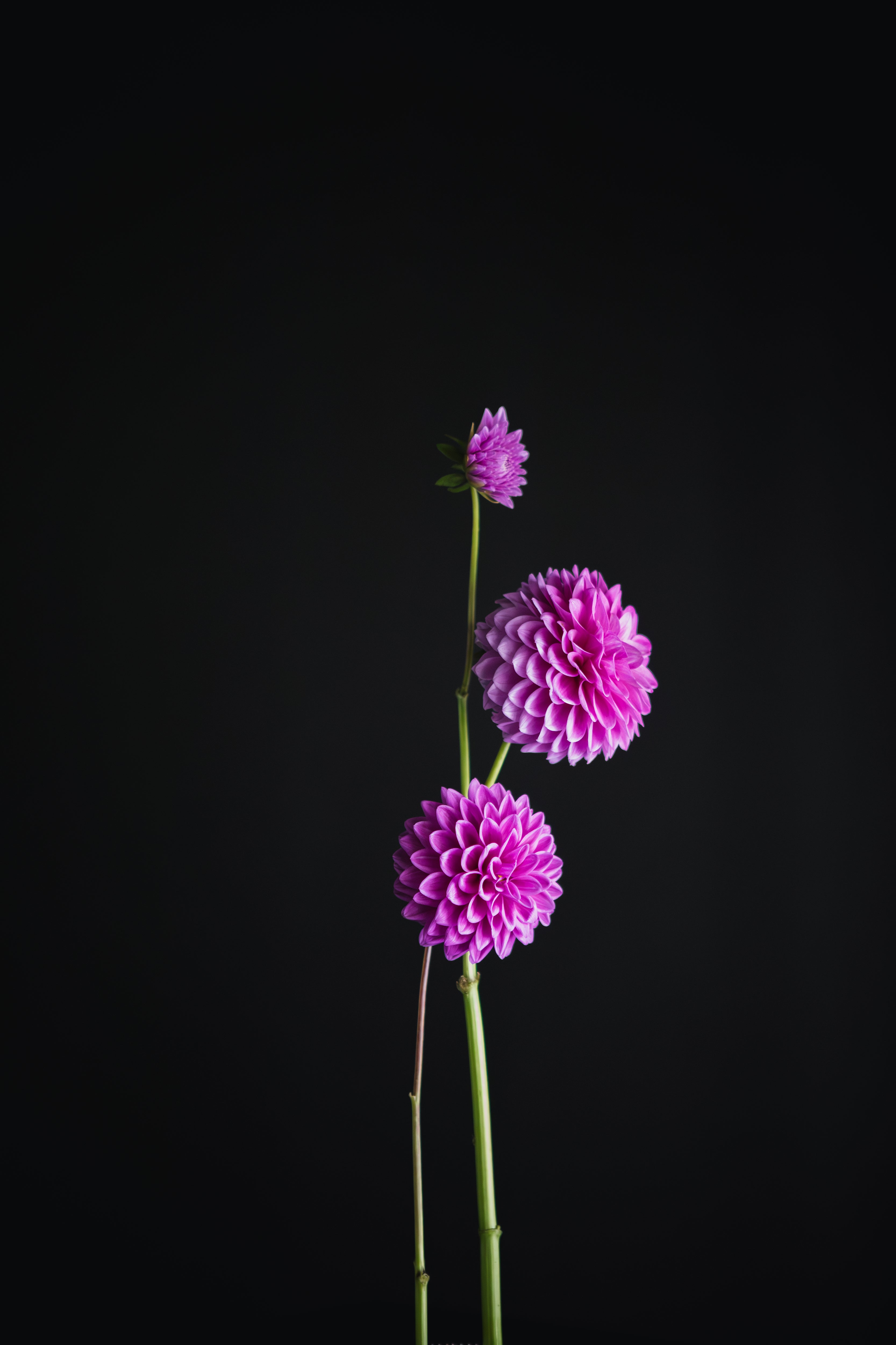 Florelie Jeanette | Dahlia Tuber