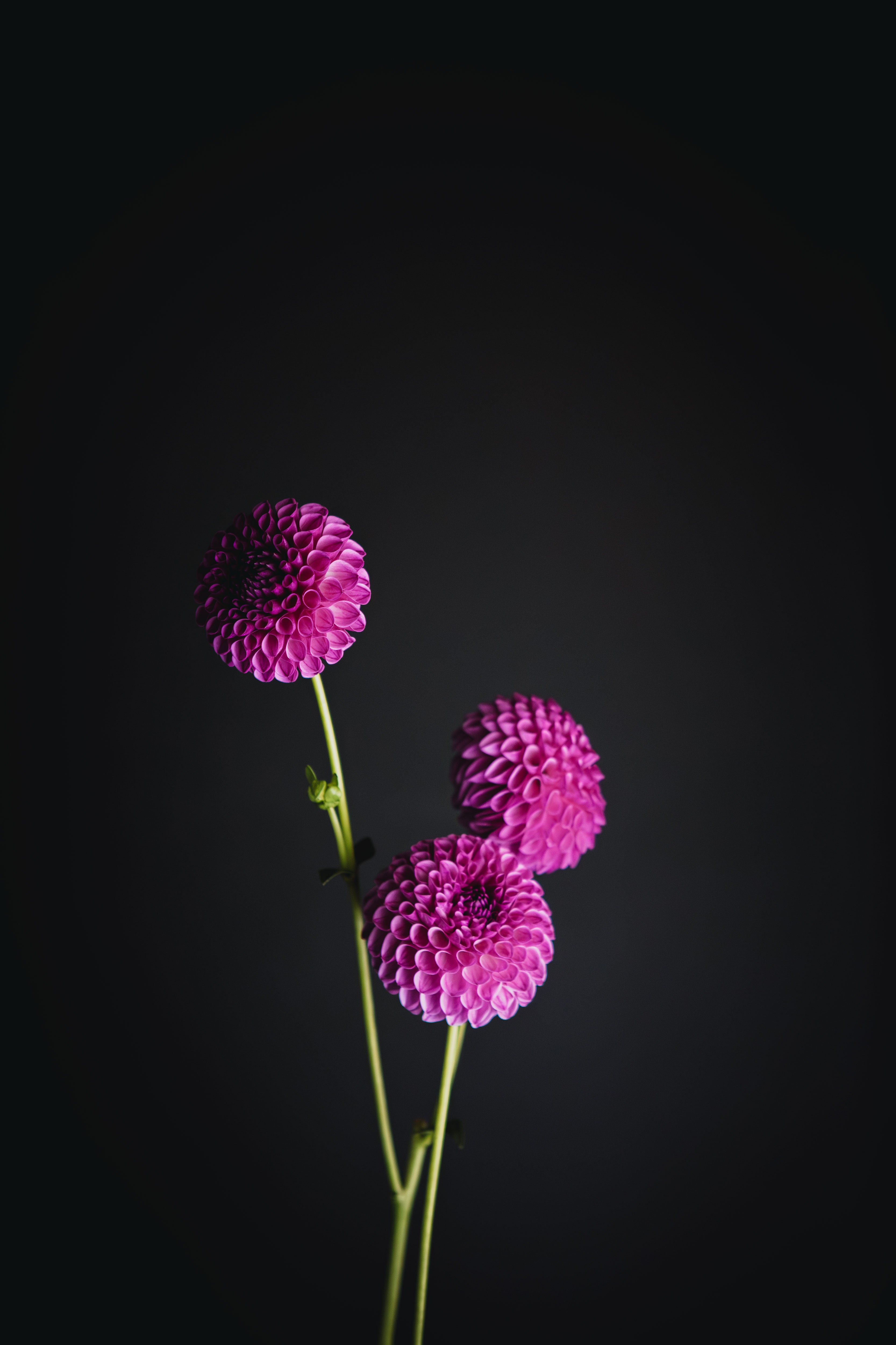 Florelie Novice | Dahlia Tuber