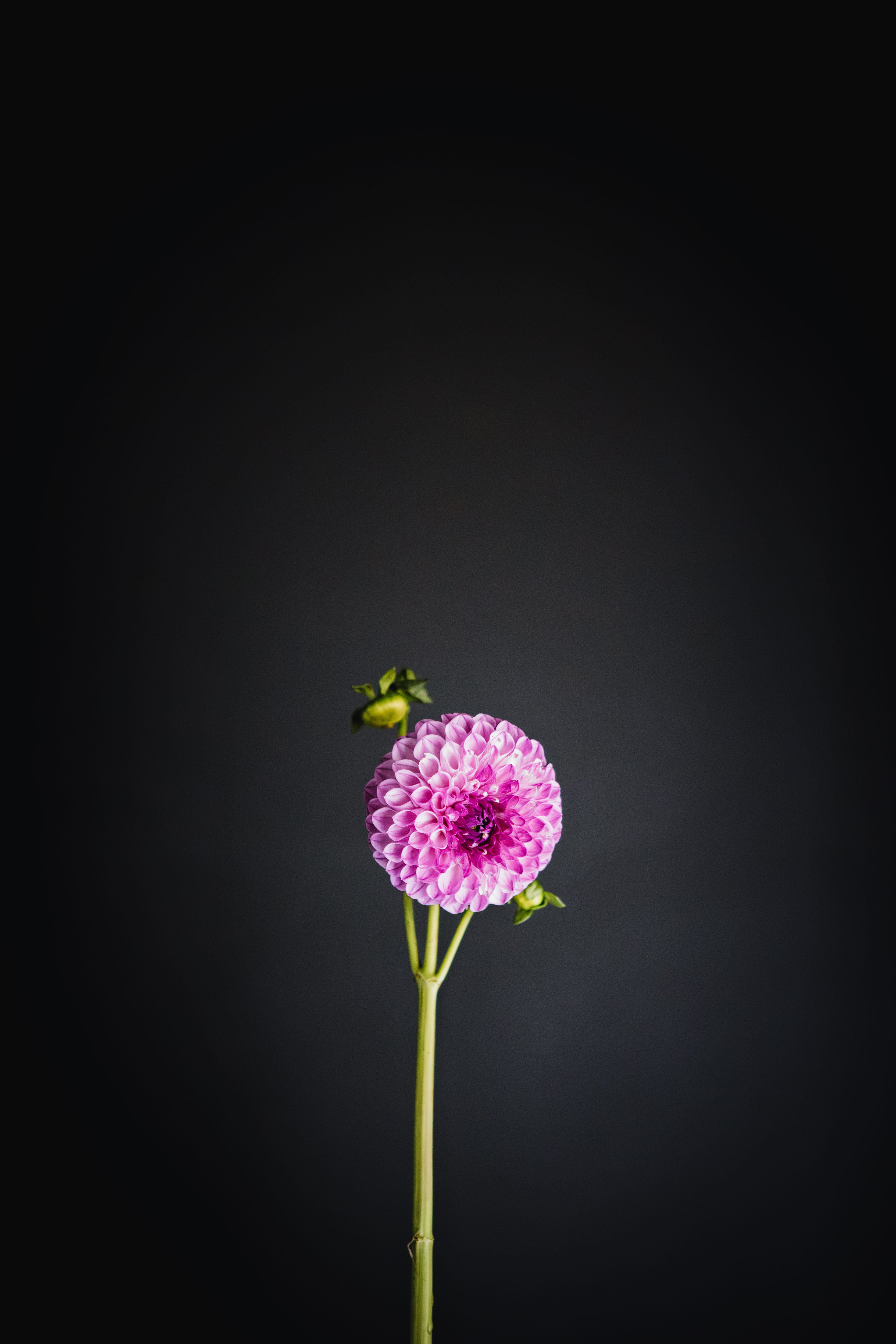 Florelie Novice | Dahlia Tuber