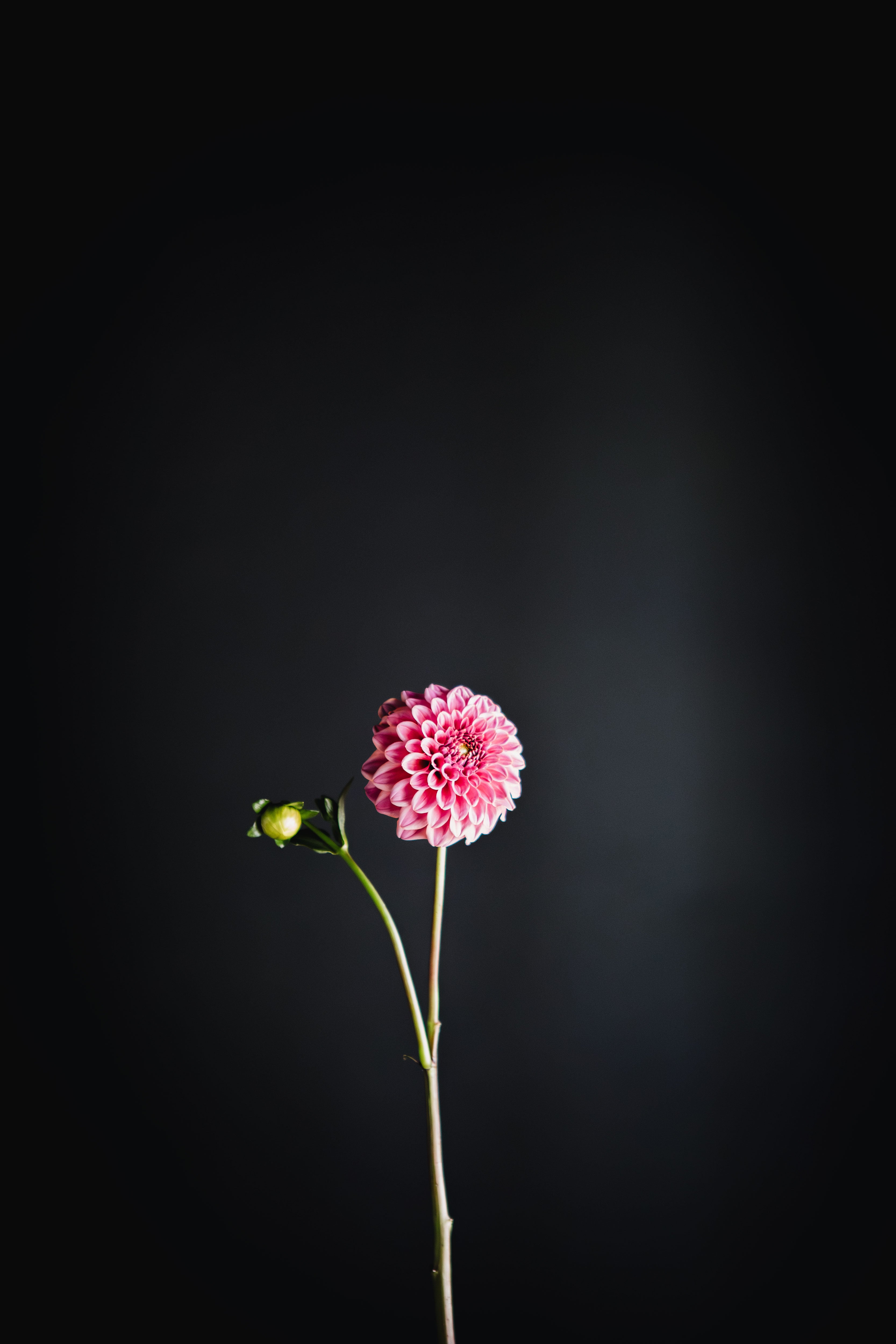 Florelie Omen | Dahlia Tuber