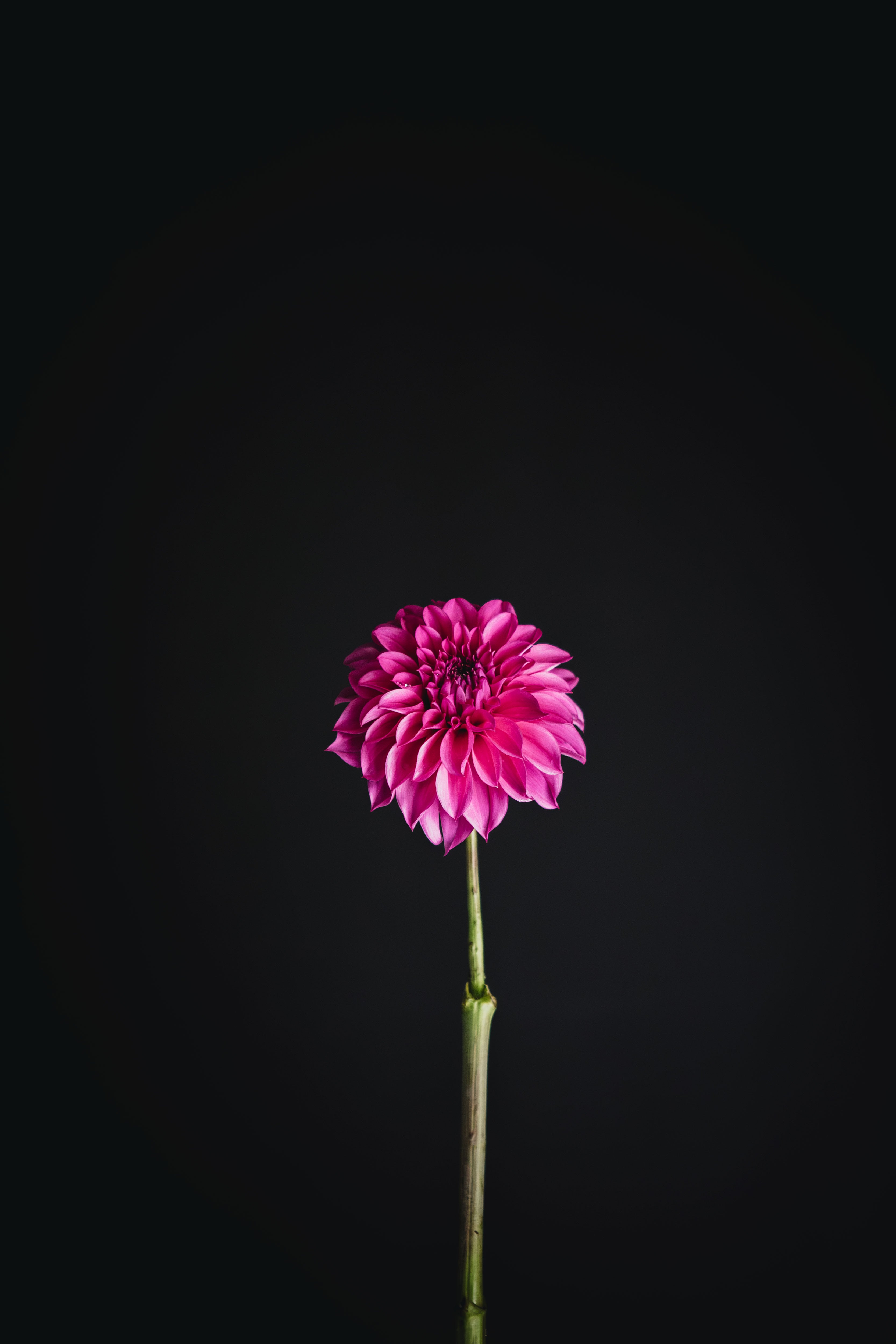 Formby Perfection | Dahlia Tuber