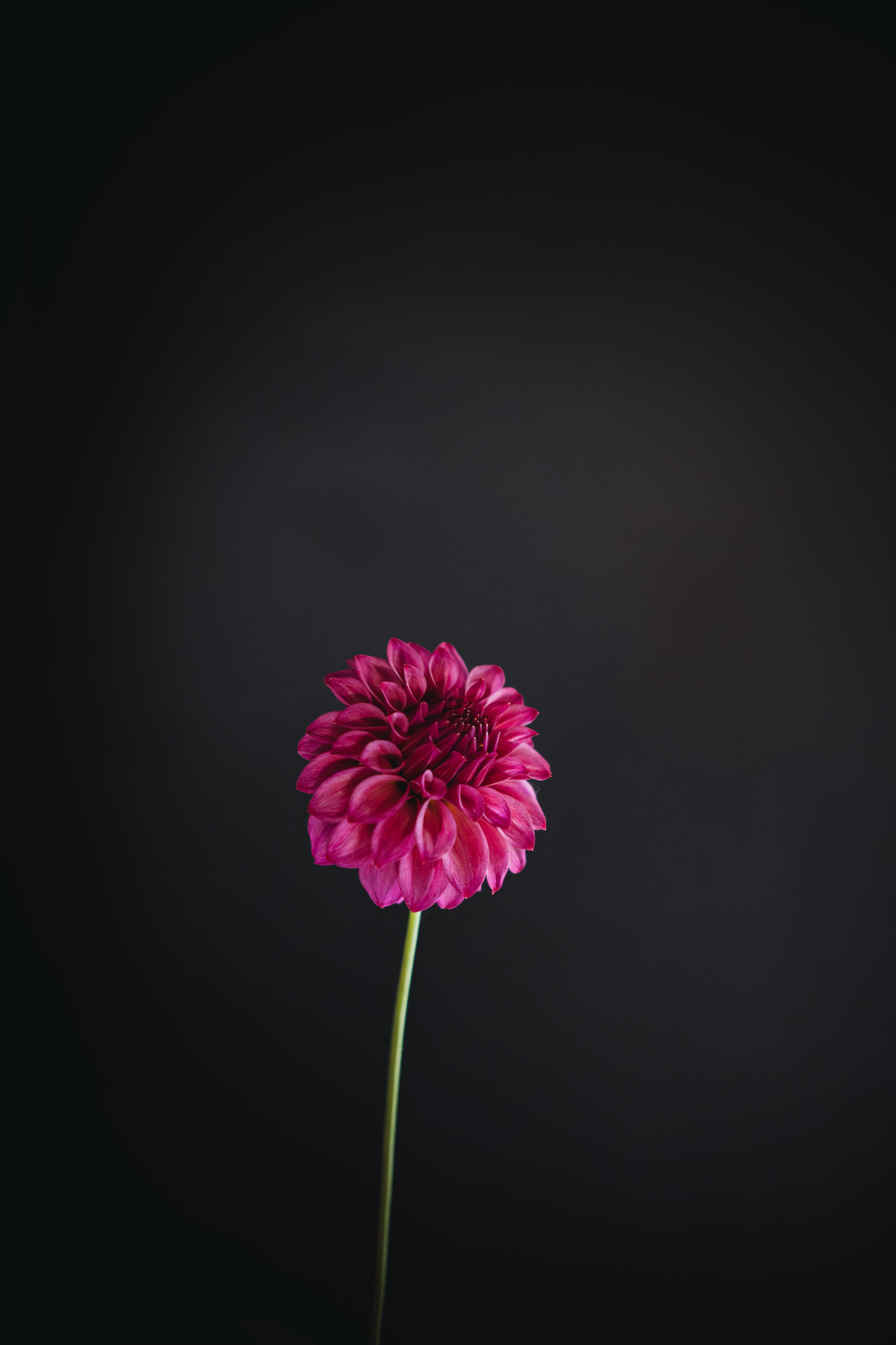 Formby Rocket | Dahlia Tuber
