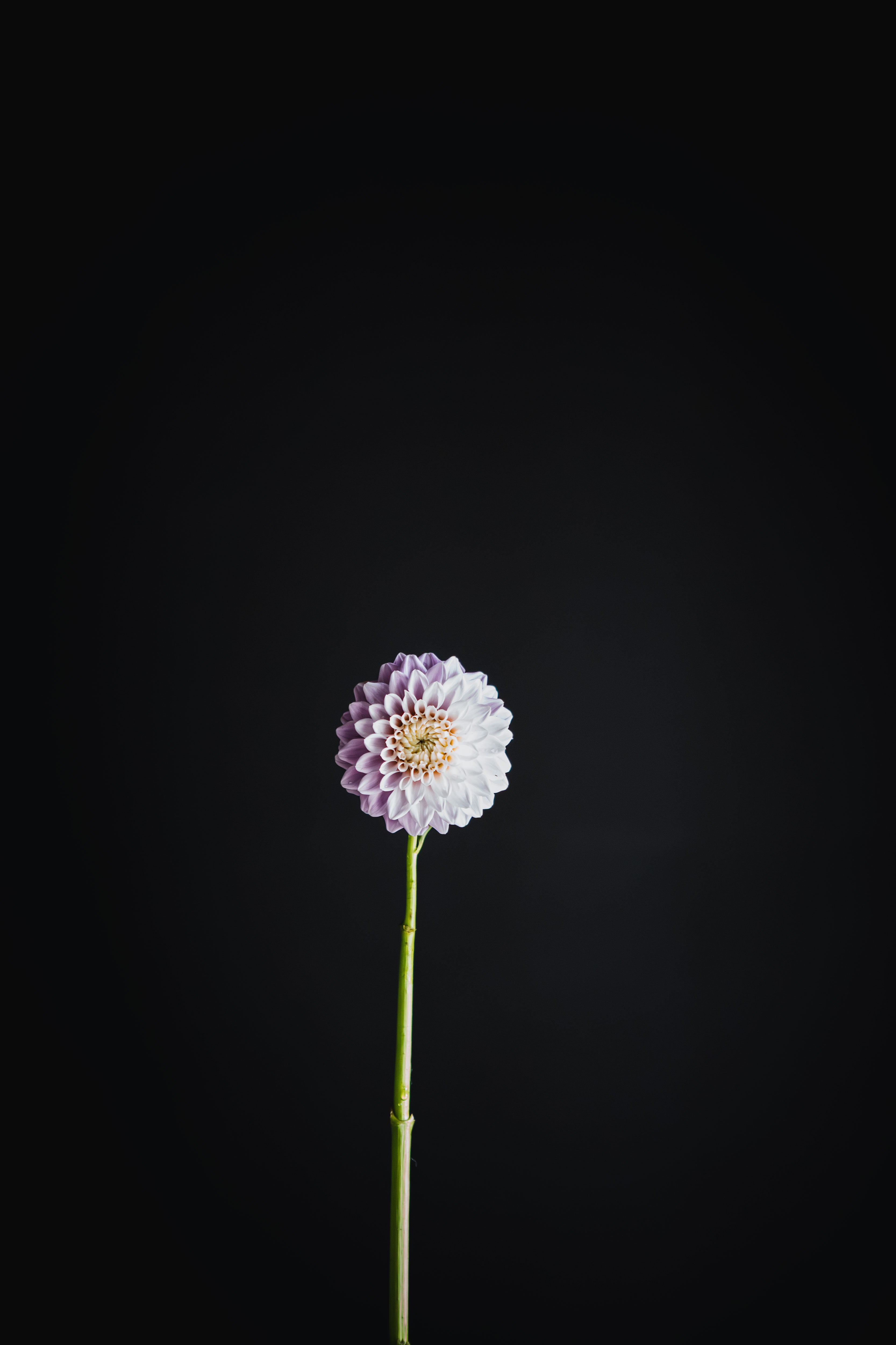Glenmarc Divine | Dahlia Tuber