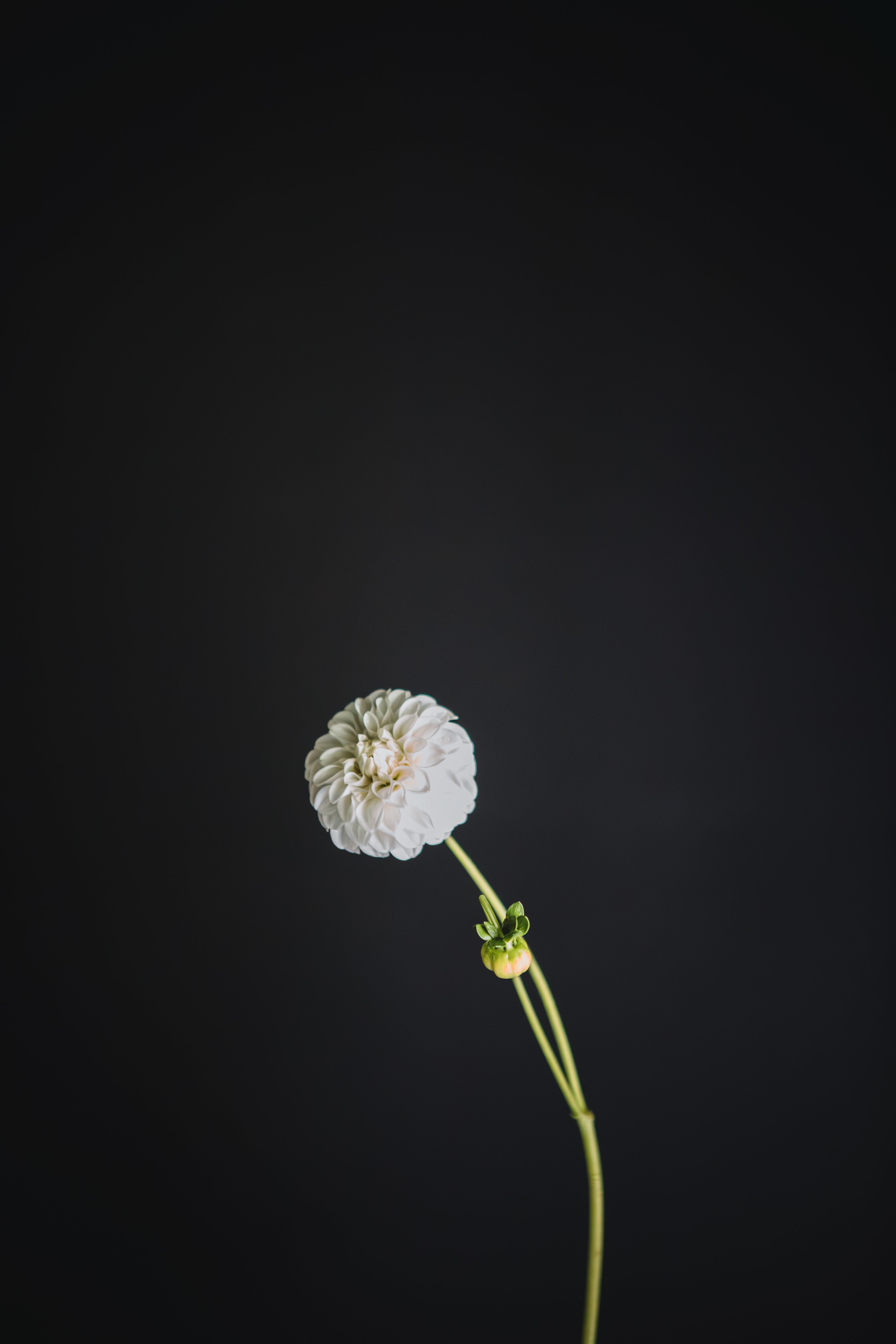 Glenmarc Misty | Dahlia Tuber