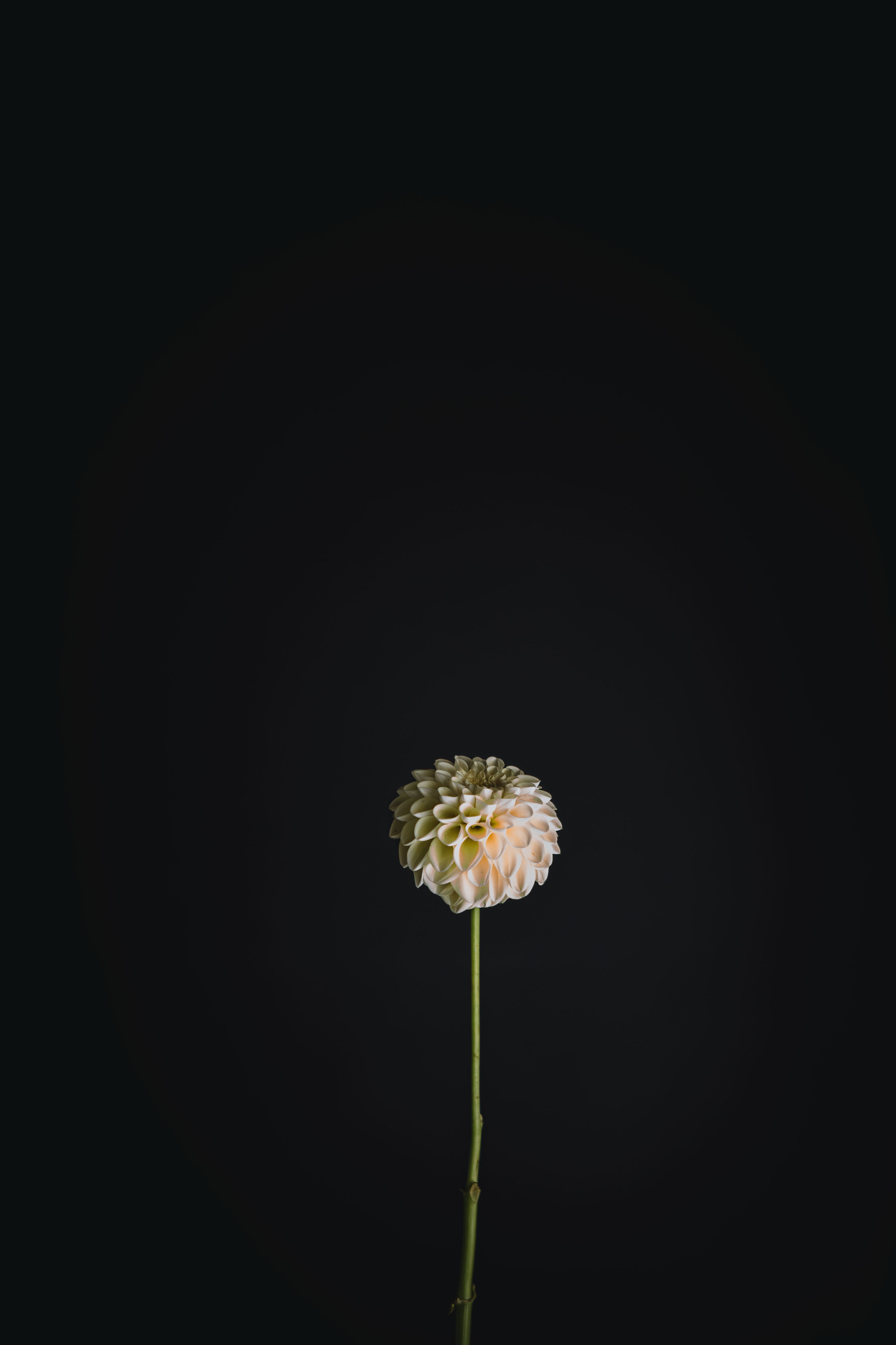 Gosia Pastello | Dahlia Tuber