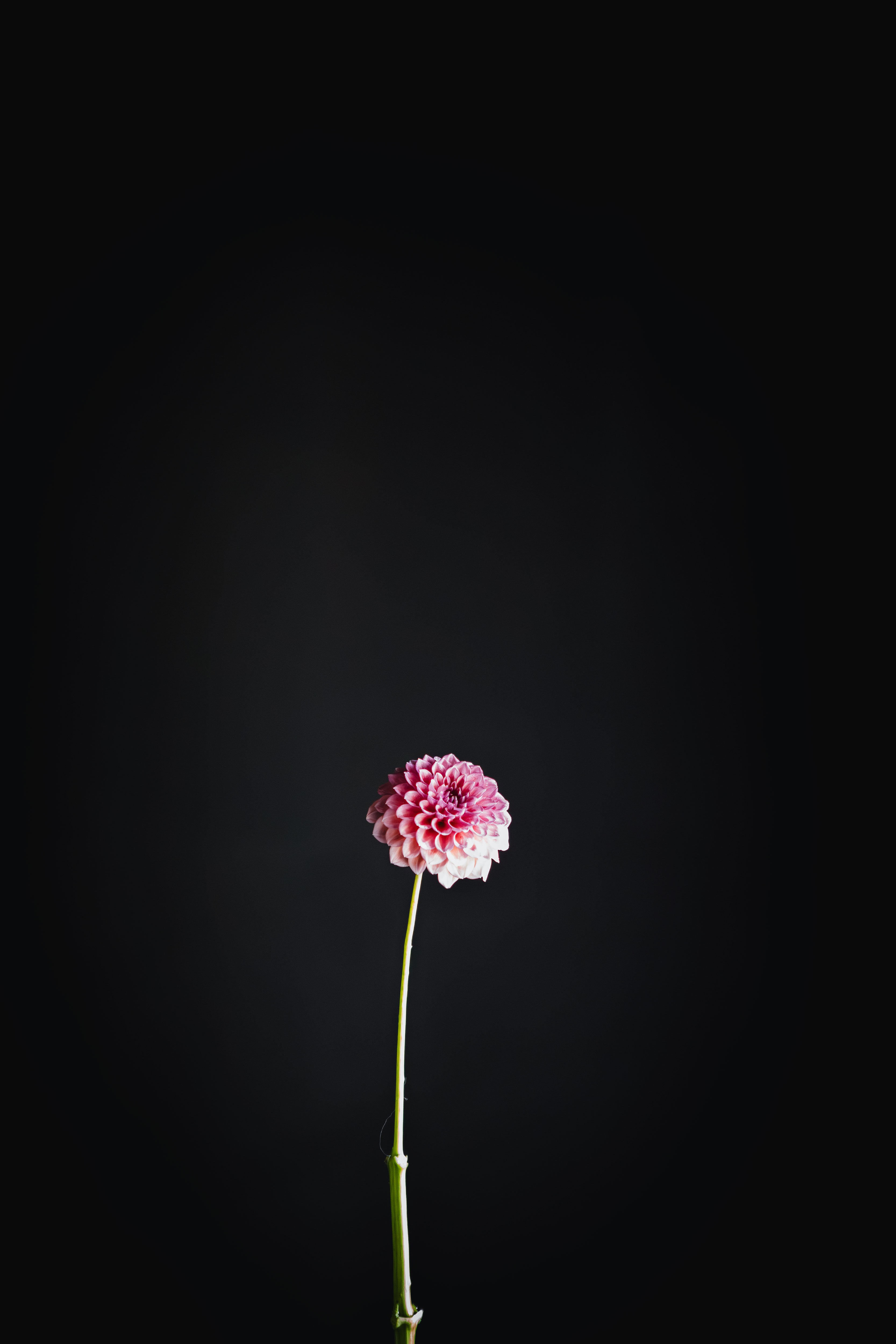 Hamari Rose | Dahlia Tuber