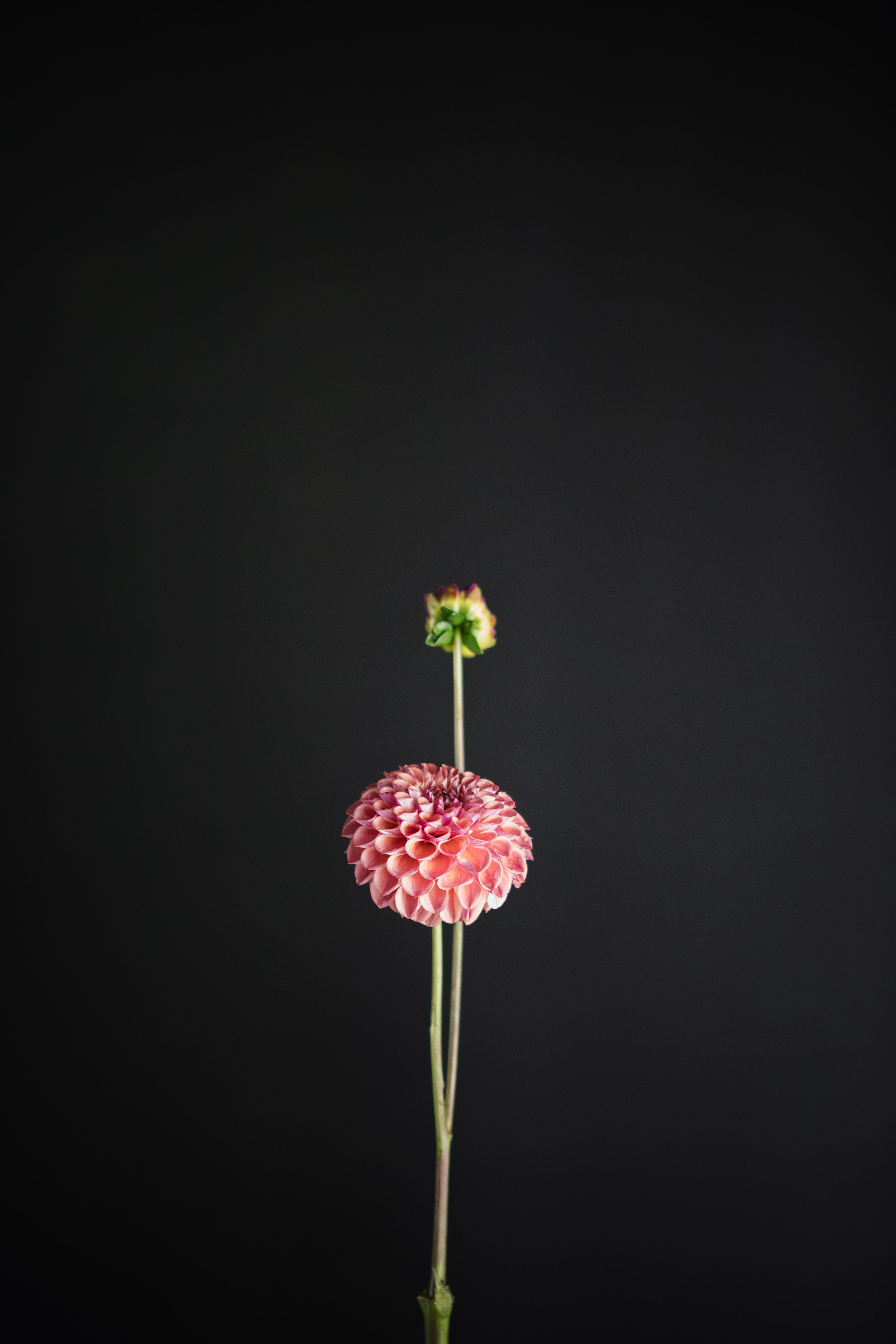 Hapet Coppery | Dahlia Tuber