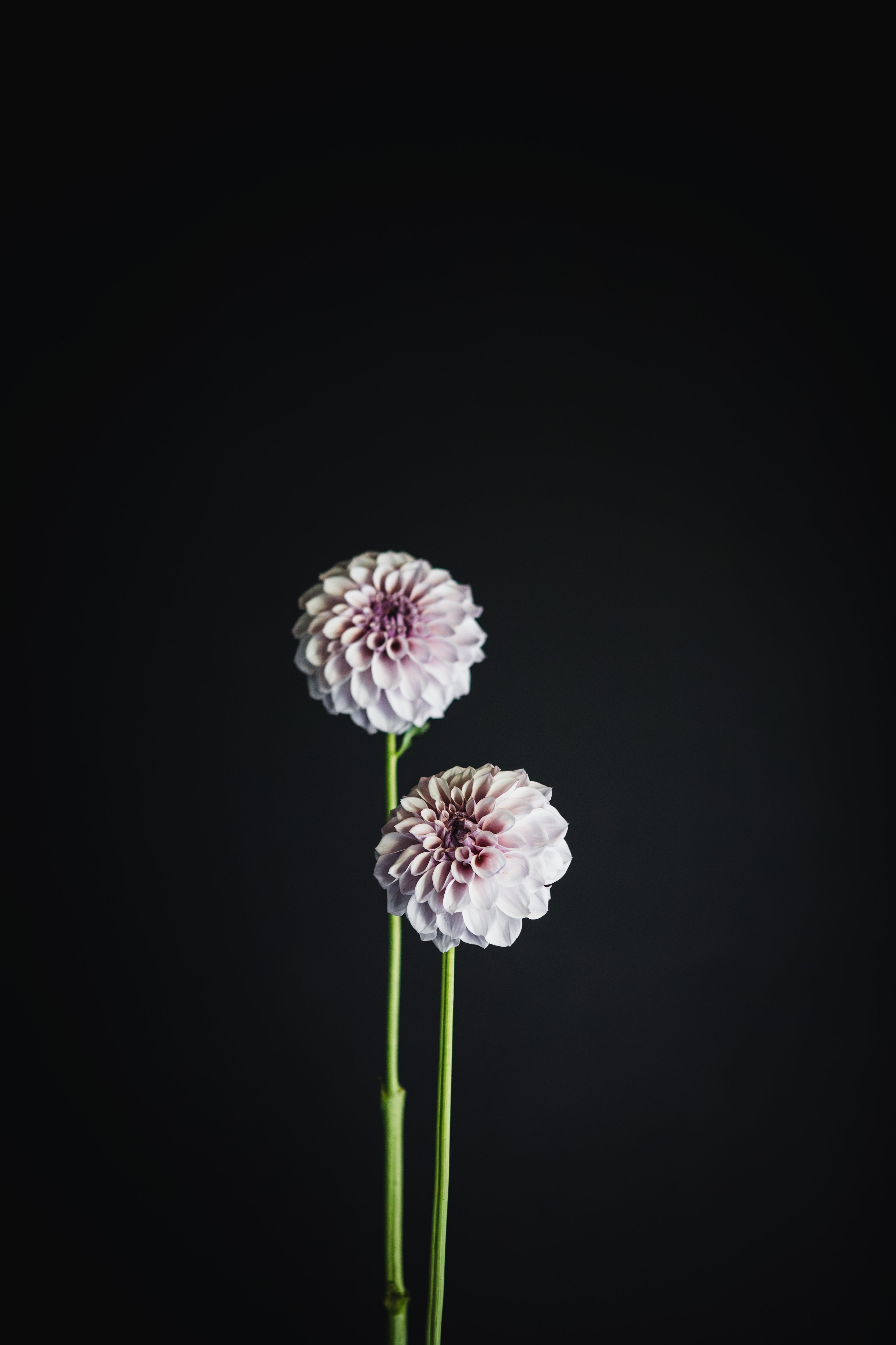 Jeff Bloom | Dahlia Tuber