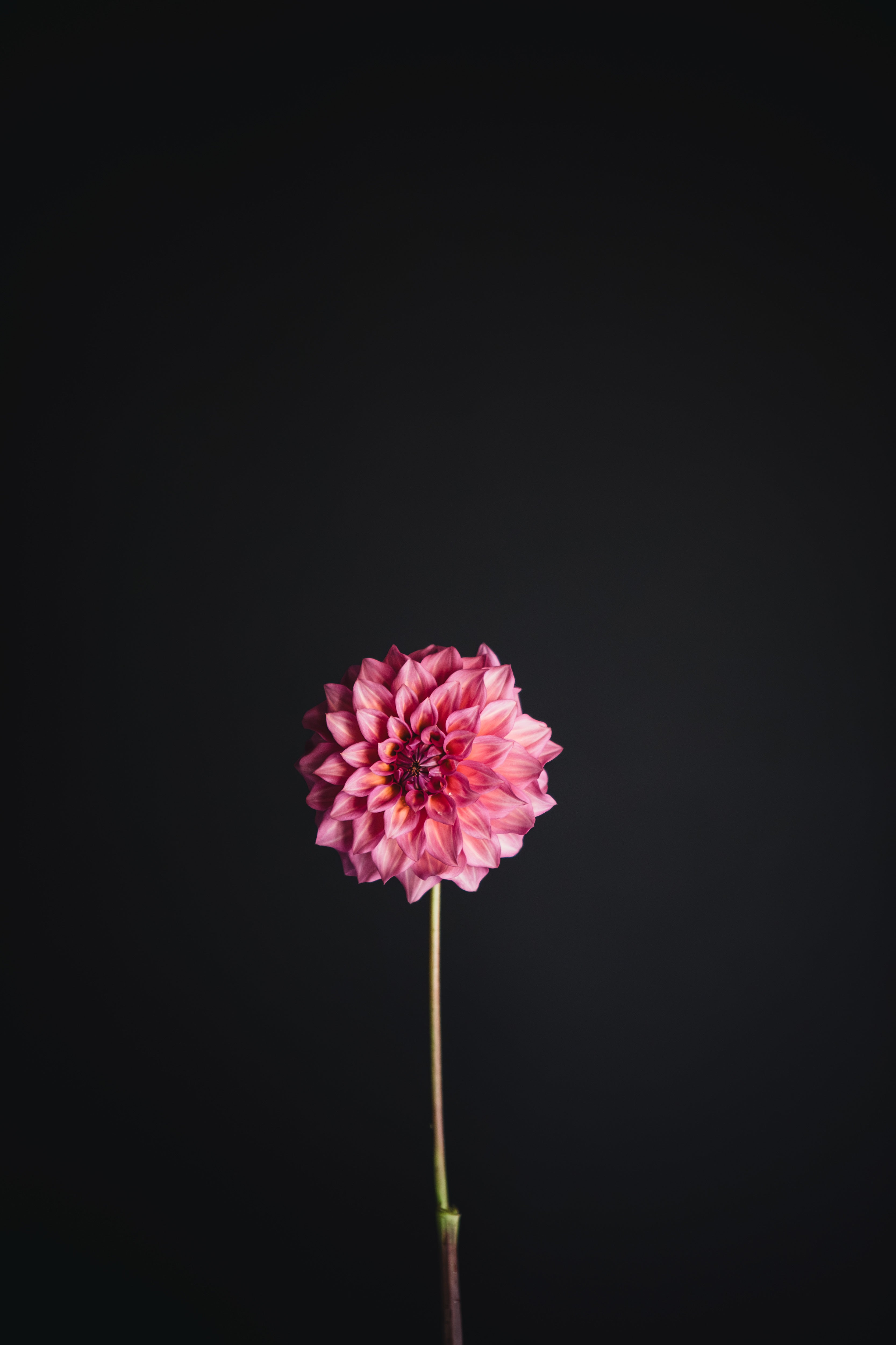 Juliette (aka Belle)